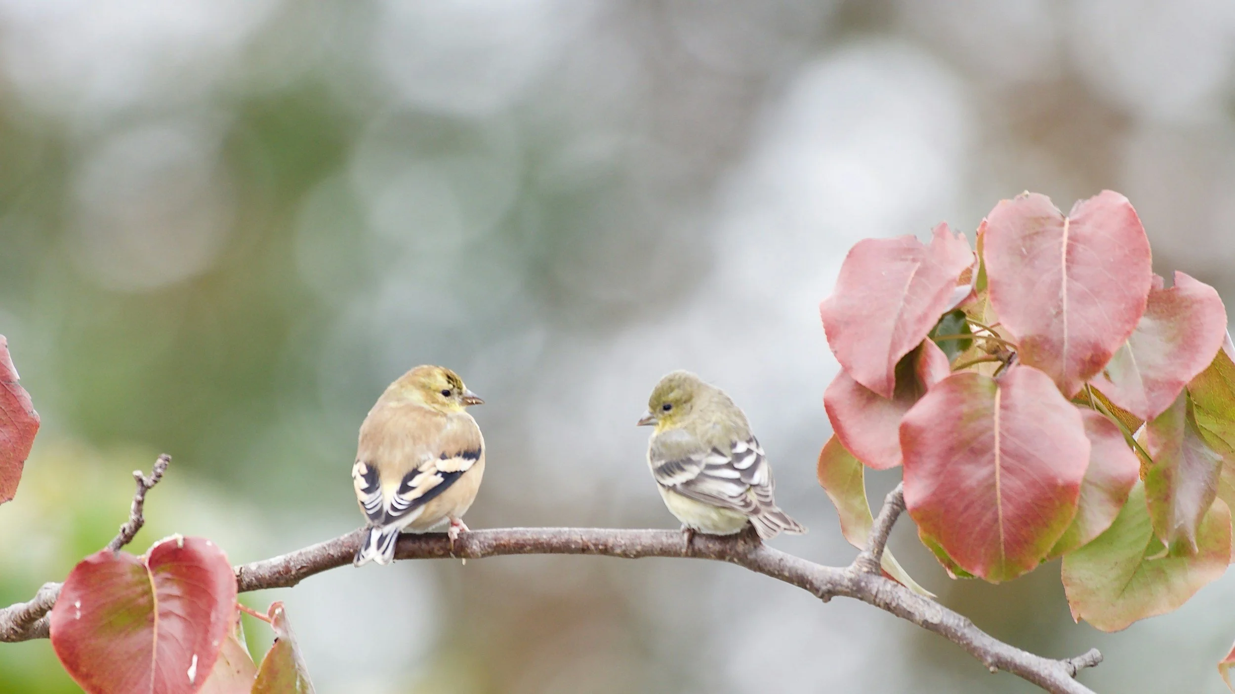 Two small birds perched on a branch with red and green leaves, with a blurred background.