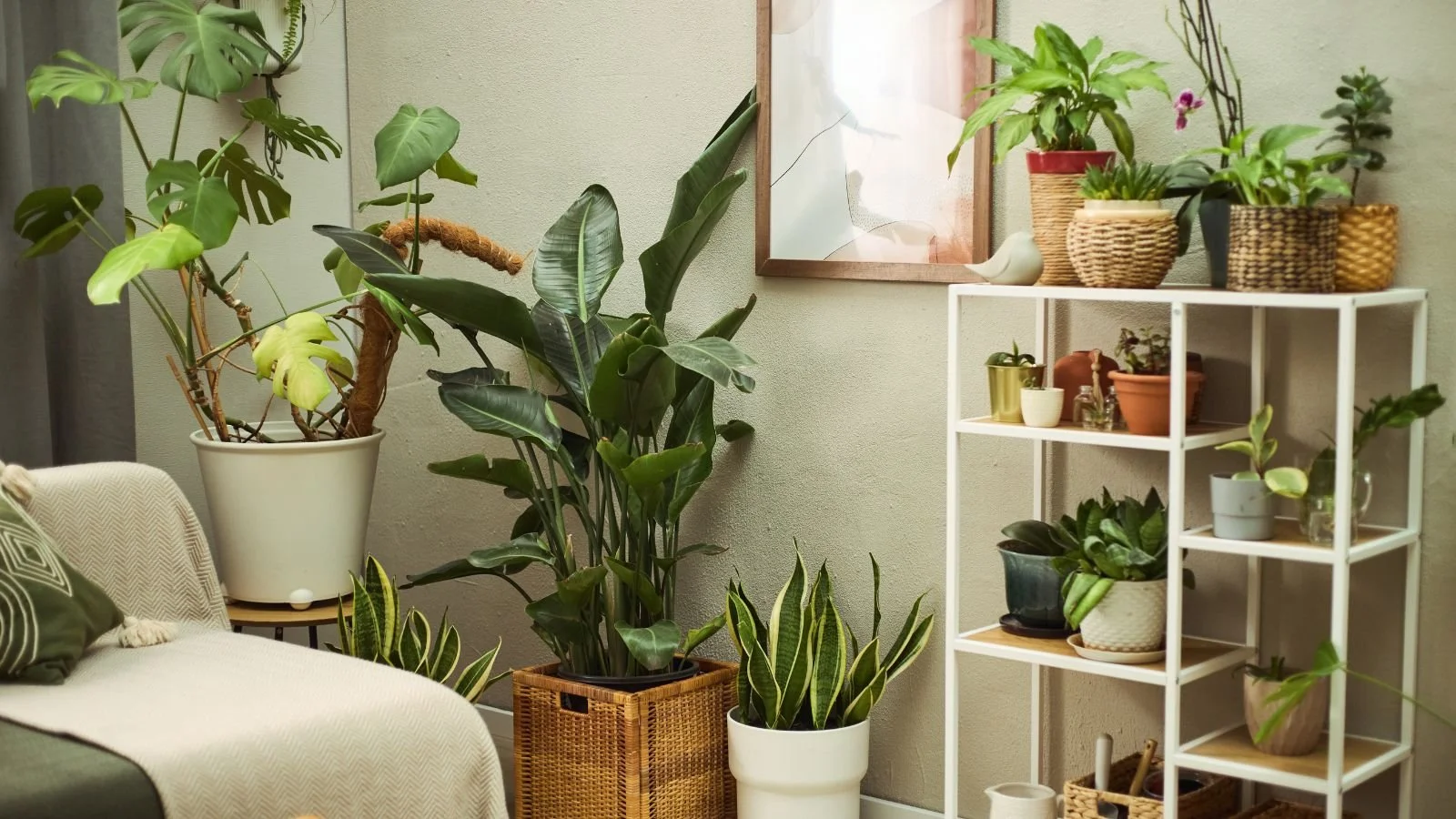 A cozy indoor space with a white sofa featuring patterned pillows, surrounded by various green houseplants in pots and baskets, including a large Monstera in a white pot, and a white shelving unit with additional plants and decorative items, against pale green walls.