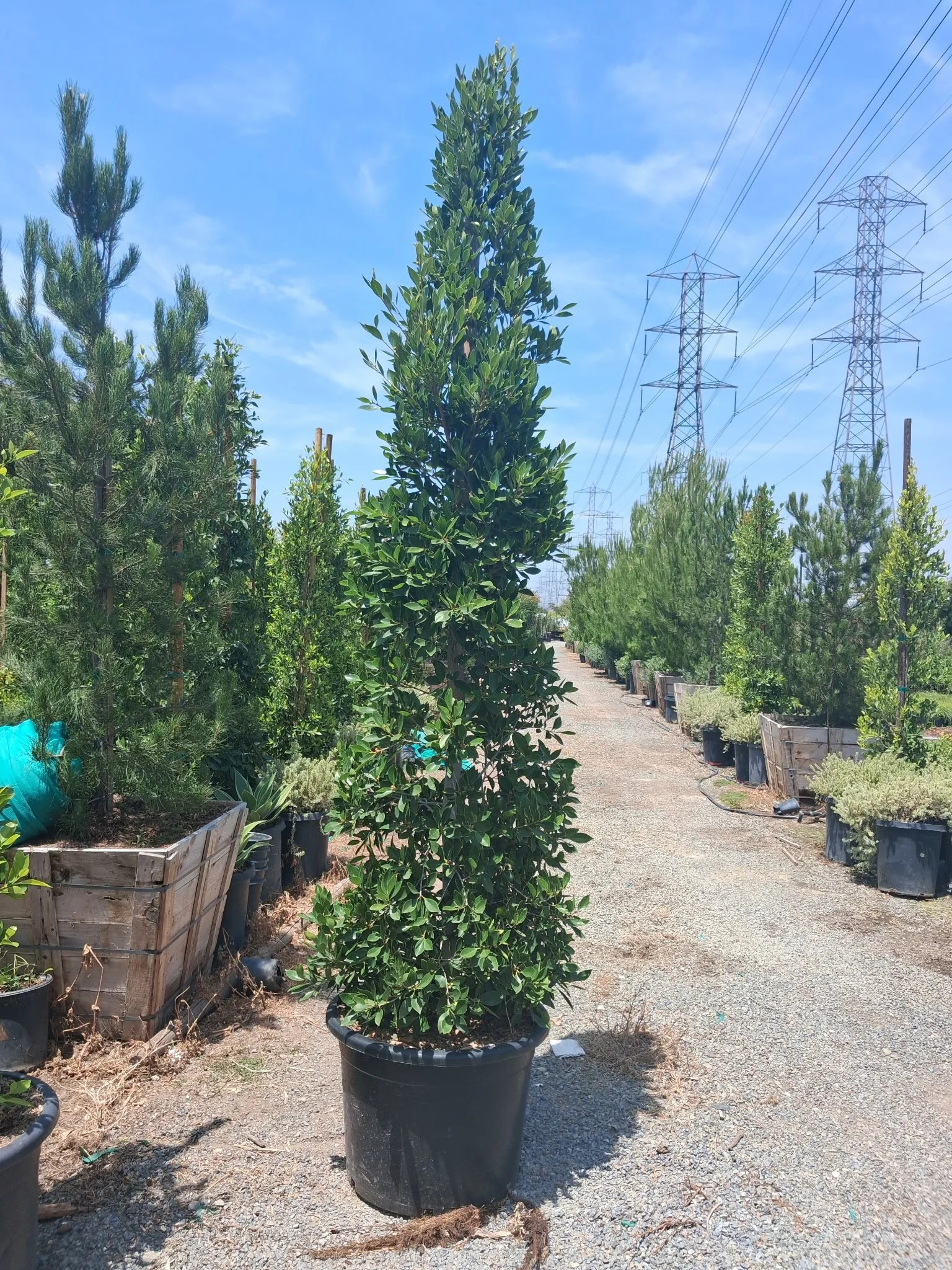 Ficus Nitida