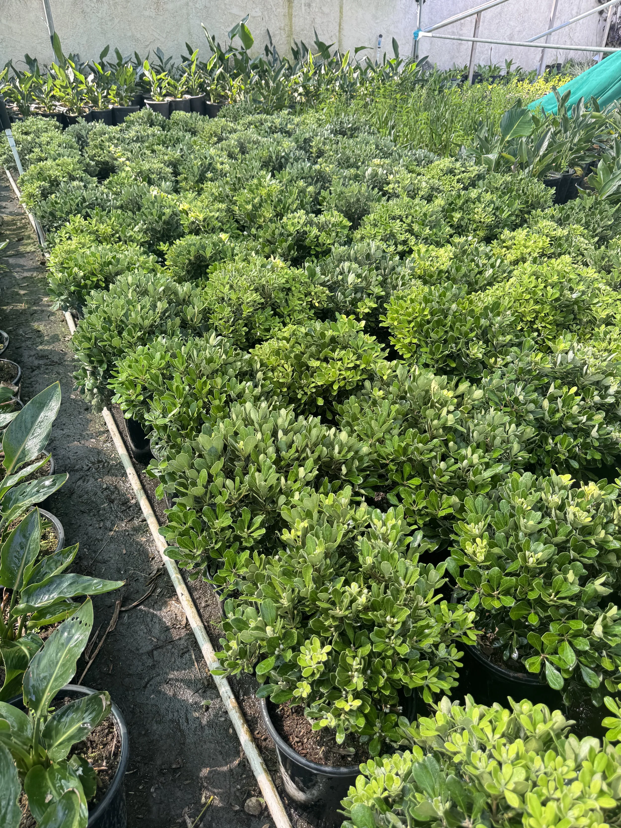 Pittosporum Crassifolium 