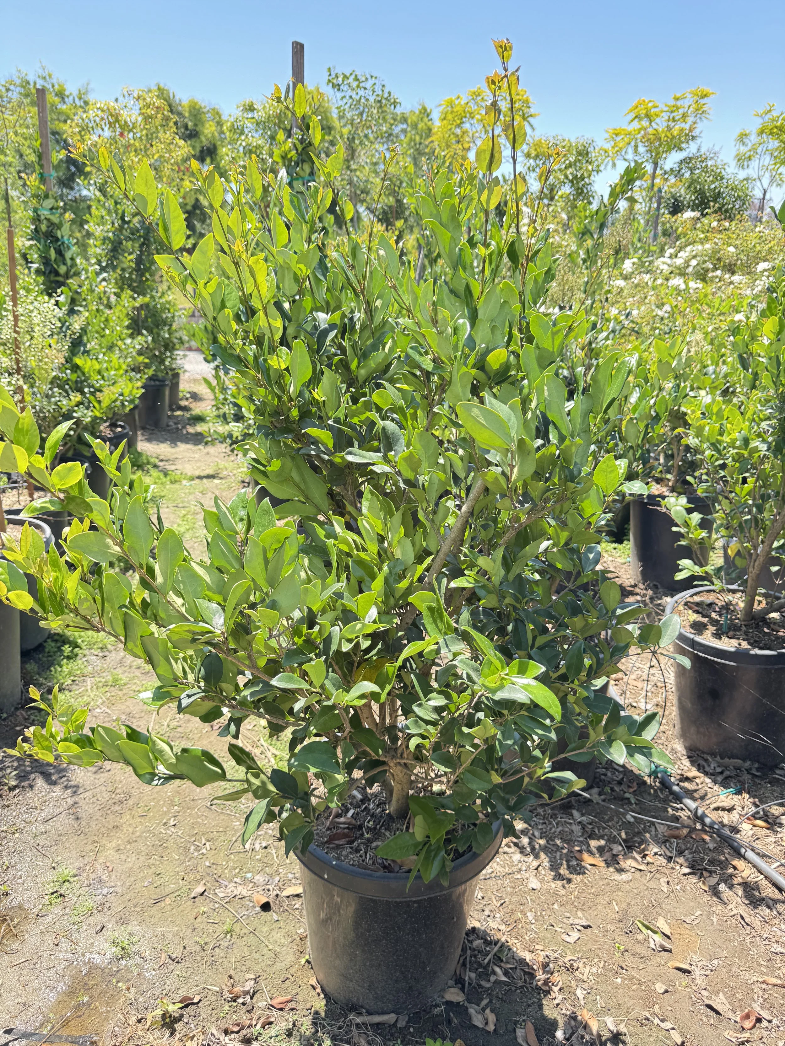 Ligustrum Texanum