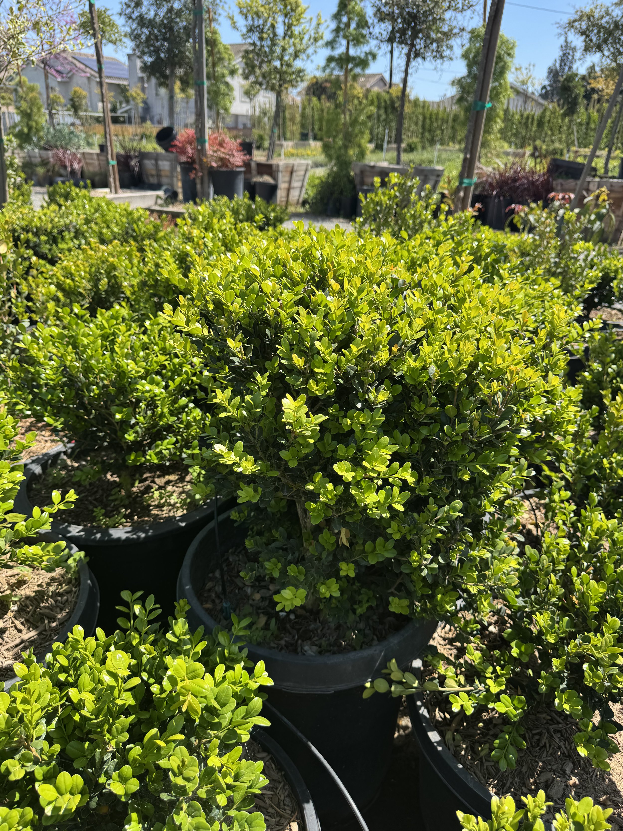 Boxwood