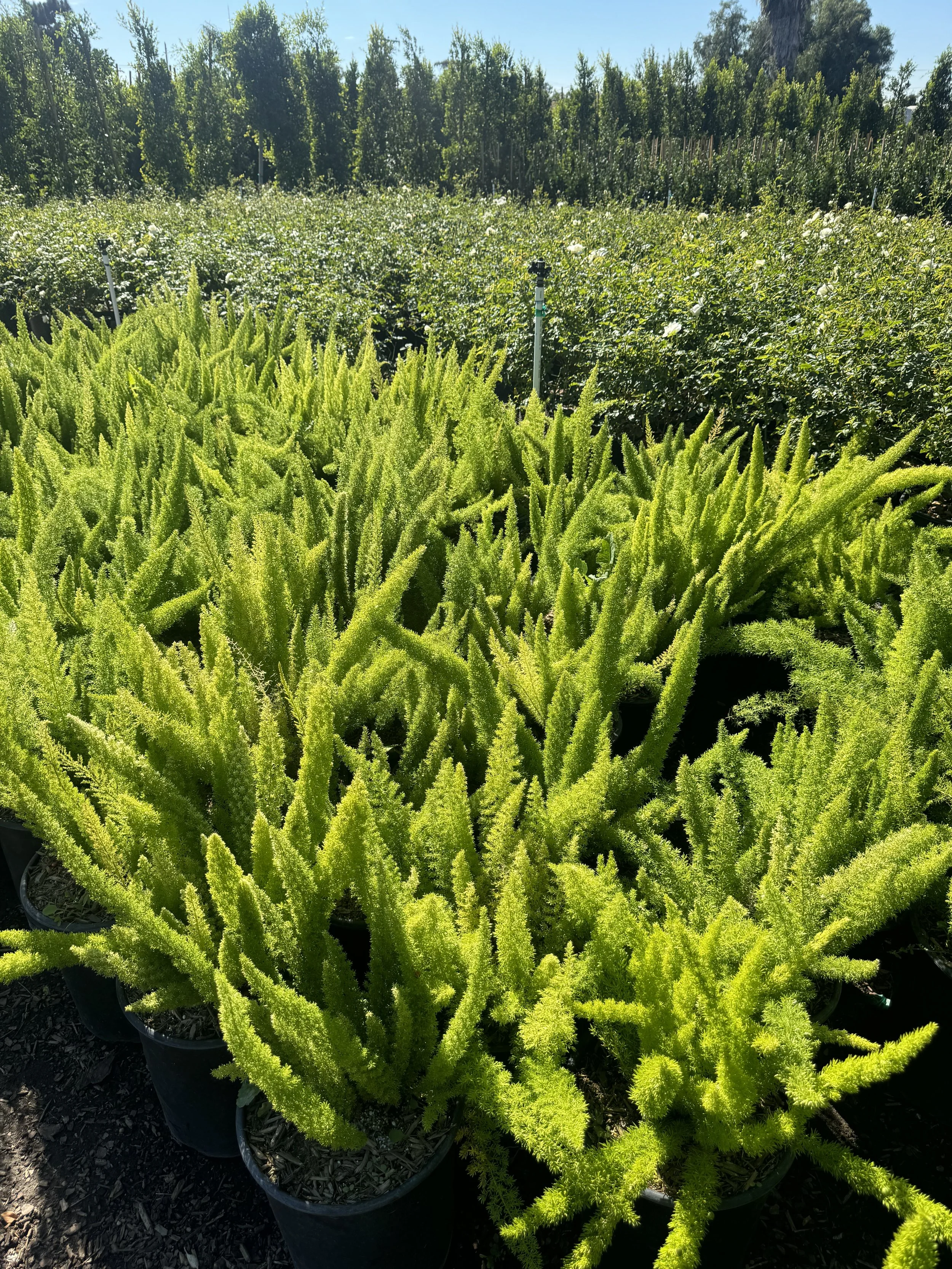 Foxtail Fern