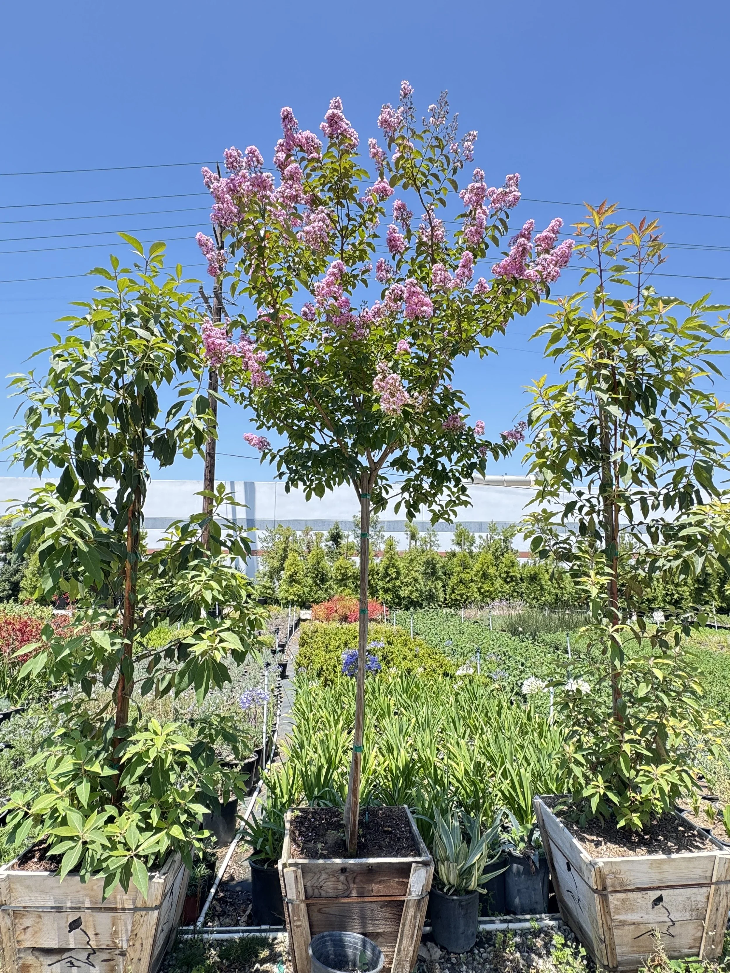 Crape Myrtle