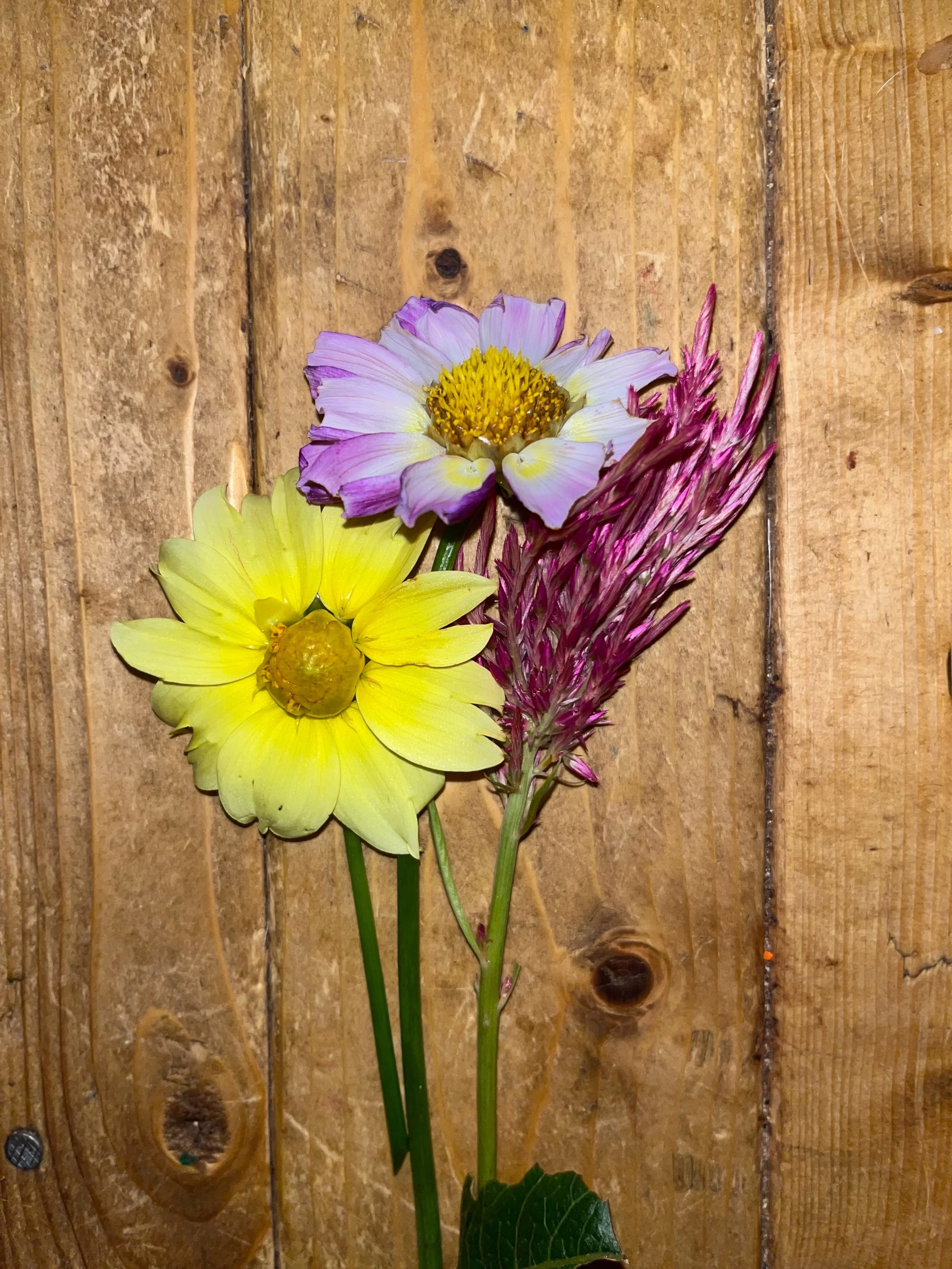 Flowers that were grown from seeds!  Floret Farms Bee&rsquo;s Choice Dahlias and MI Gardener Celosia!!!! #floretflowerfarm #migardener #flowers #gardening #flowerfarming