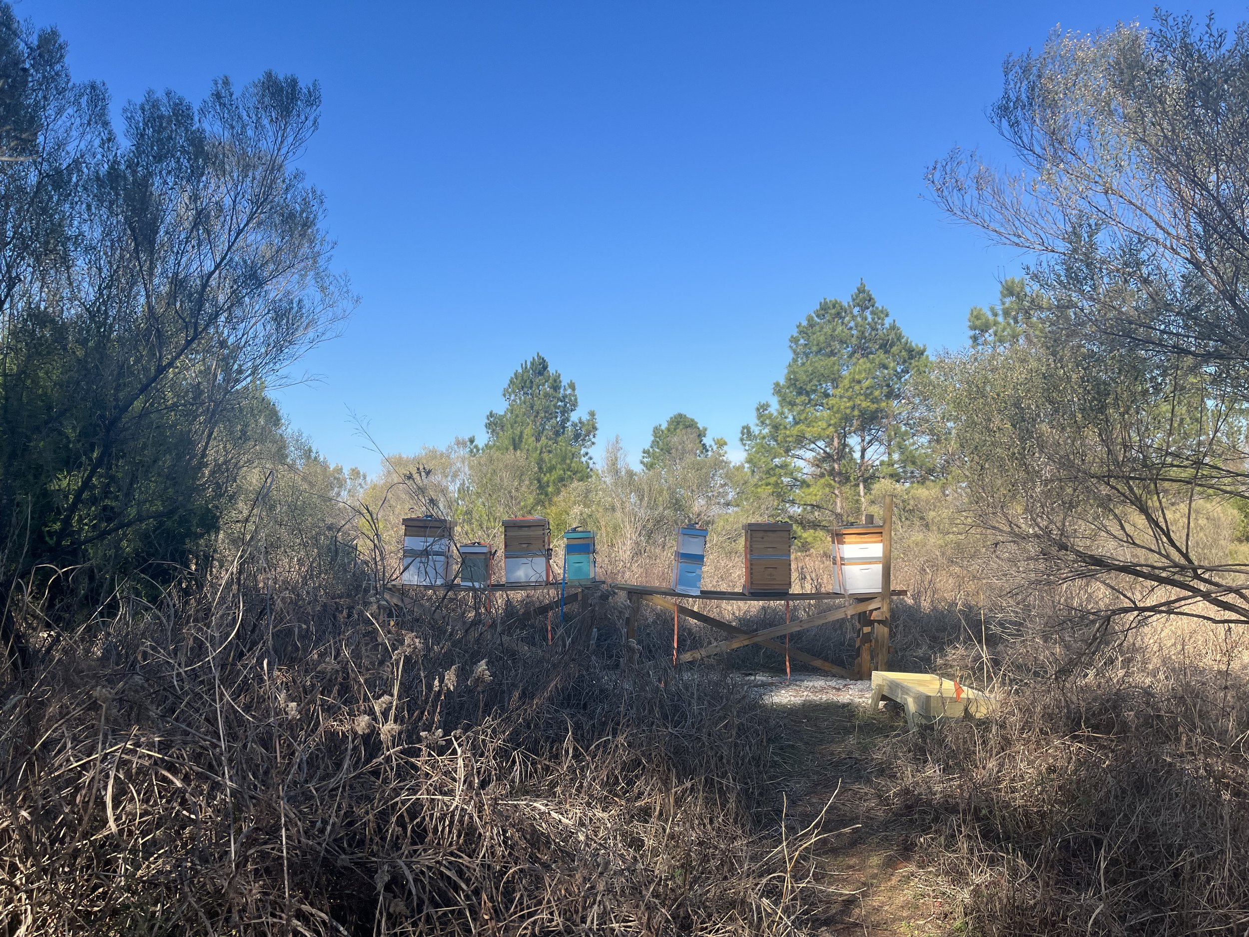 Several beehives on a platform in a wooded outdoor area with tall trees and a clear blue sky.