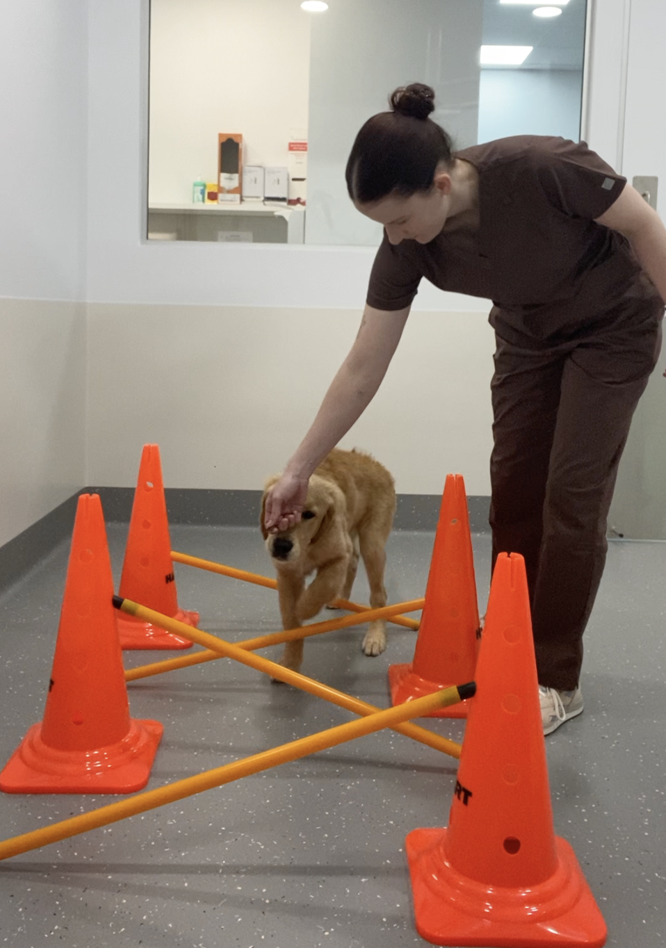 A veterinarian or trainer helping a golden retriever puppy navigate through a small agility course with orange cones and yellow crossing bars in an indoor facility.