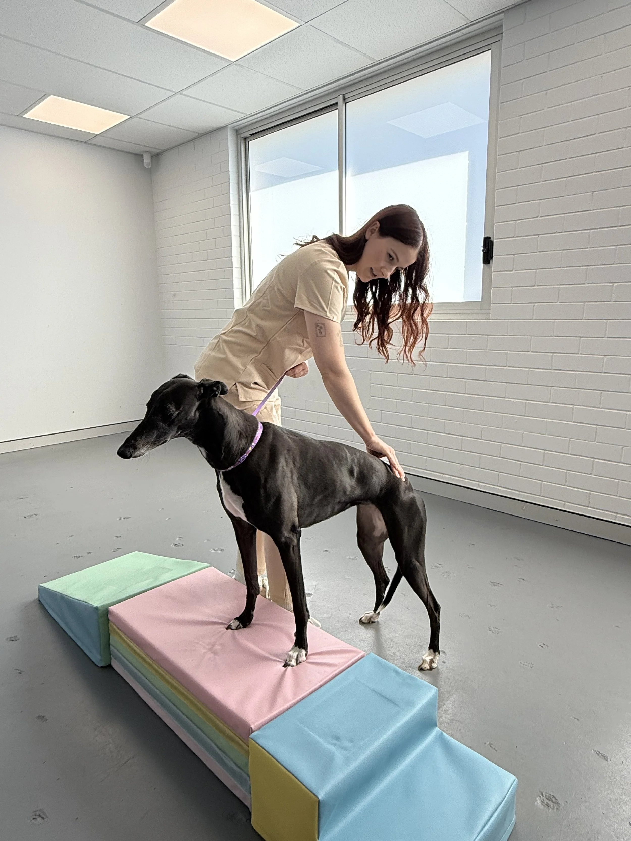 A woman with red hair and tattoos is practicing yoga on a colorfully padded platform, with a lean black dog nearby, in a bright room with white brick walls and a large window.