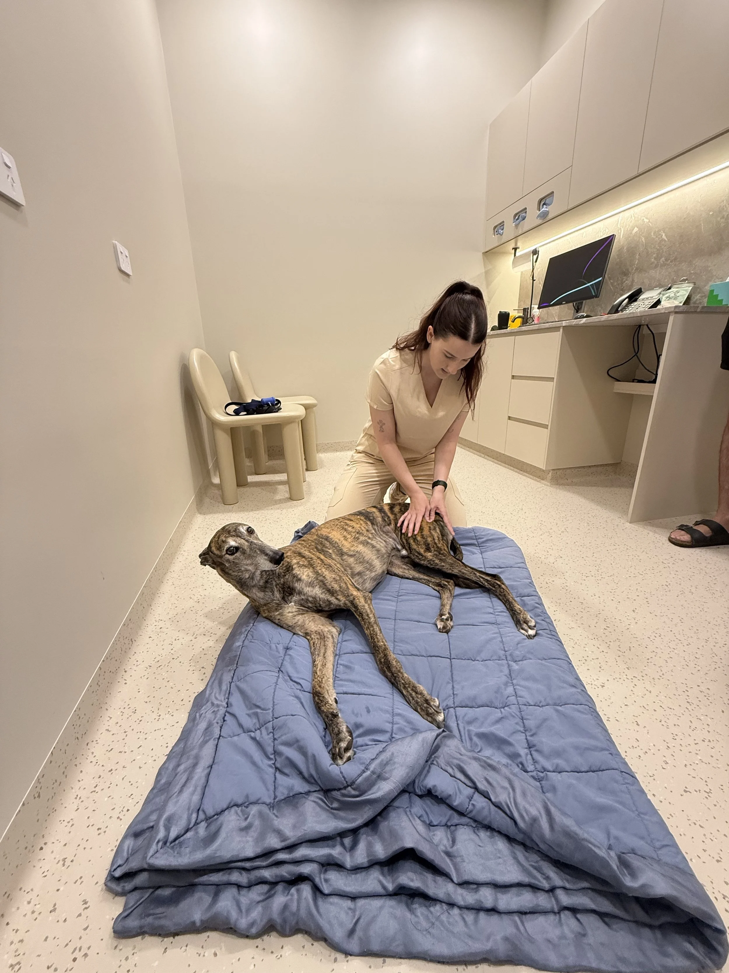 A woman is kneeling next to a lying dog on a bed in a veterinary clinic room, with a computer and medical equipment on the counter behind her.