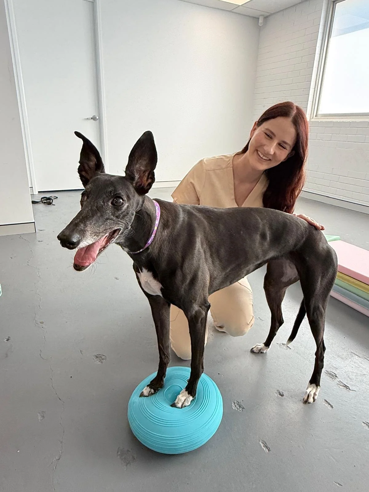 A woman with red hair smiling and kneeling behind a greyhound standing on an exercise balance disc. The greyhound is outdoors in a bright, minimalistic room with white brick walls and a window.