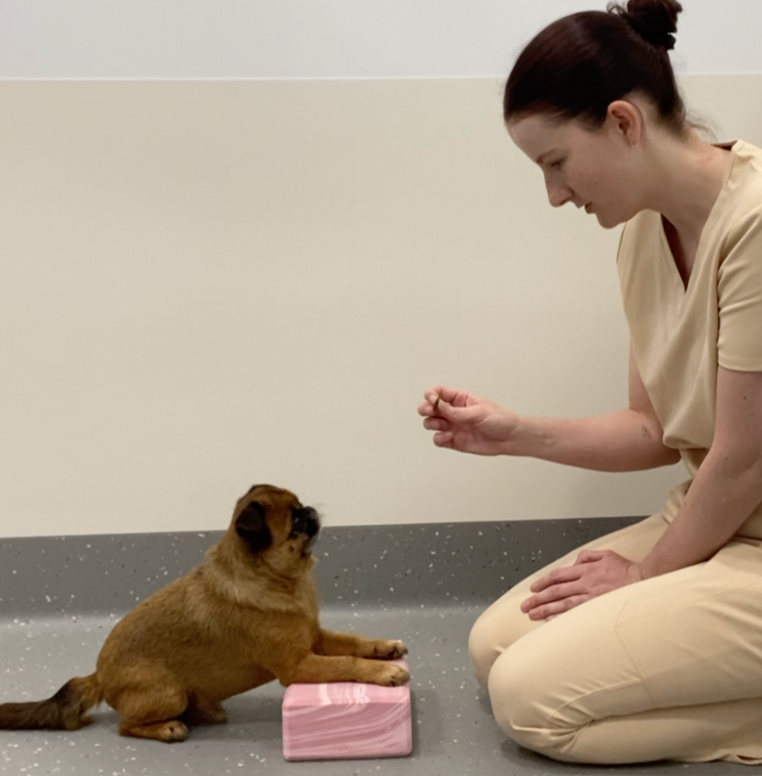 A woman in beige scrubs kneeling in front of a small brown puppy with a dark face, who is sitting on a pink platform. The woman is holding a treat or object in her right hand, and the puppy is looking up at her. The setting appears to be a clinical or training environment with a plain wall and speckled gray floor.