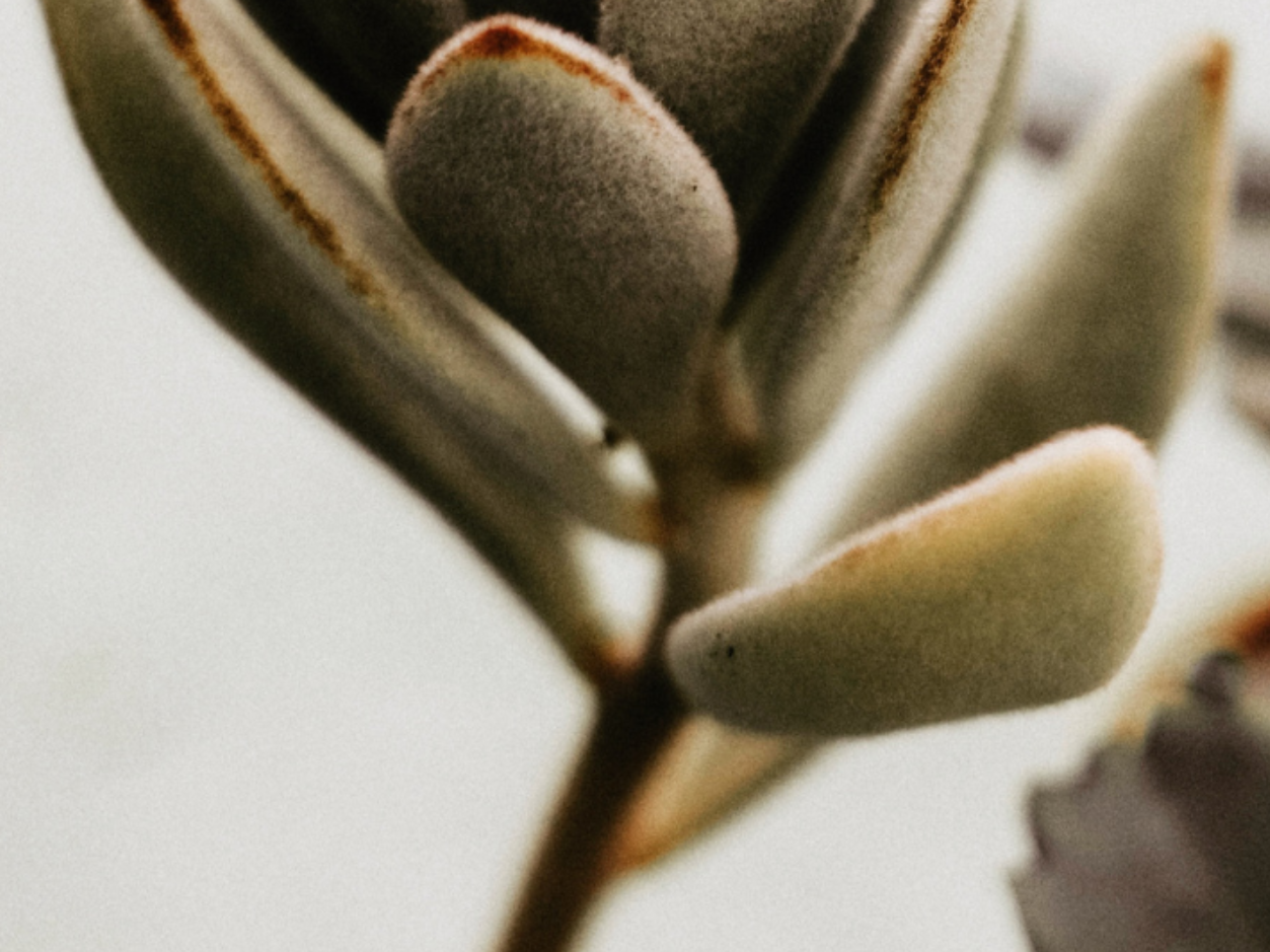 TO CUT OR NOT TO CUT? AN OVERVIEW OF THE LETTER OF GALATIANS | Dr Adam White