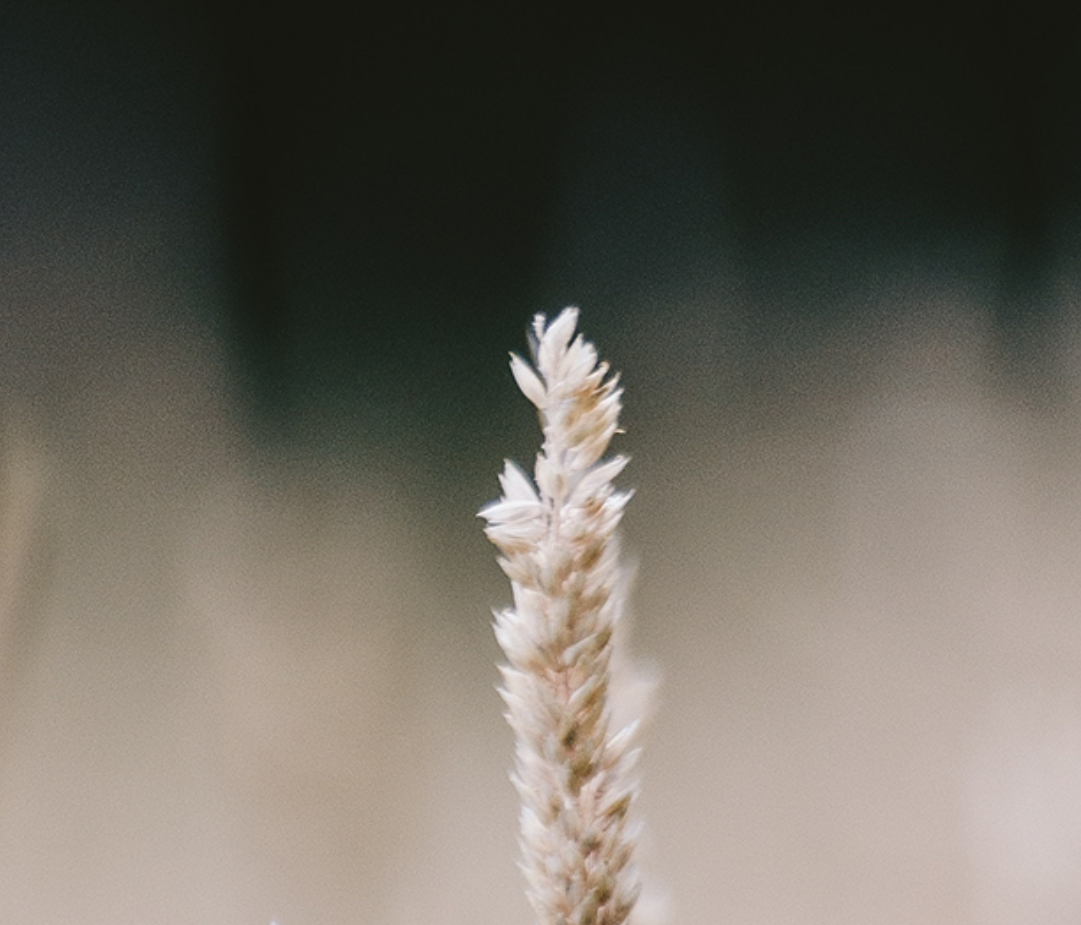 PETER'S TRINITARIAN GOSPEL | Ps Dan Gorry