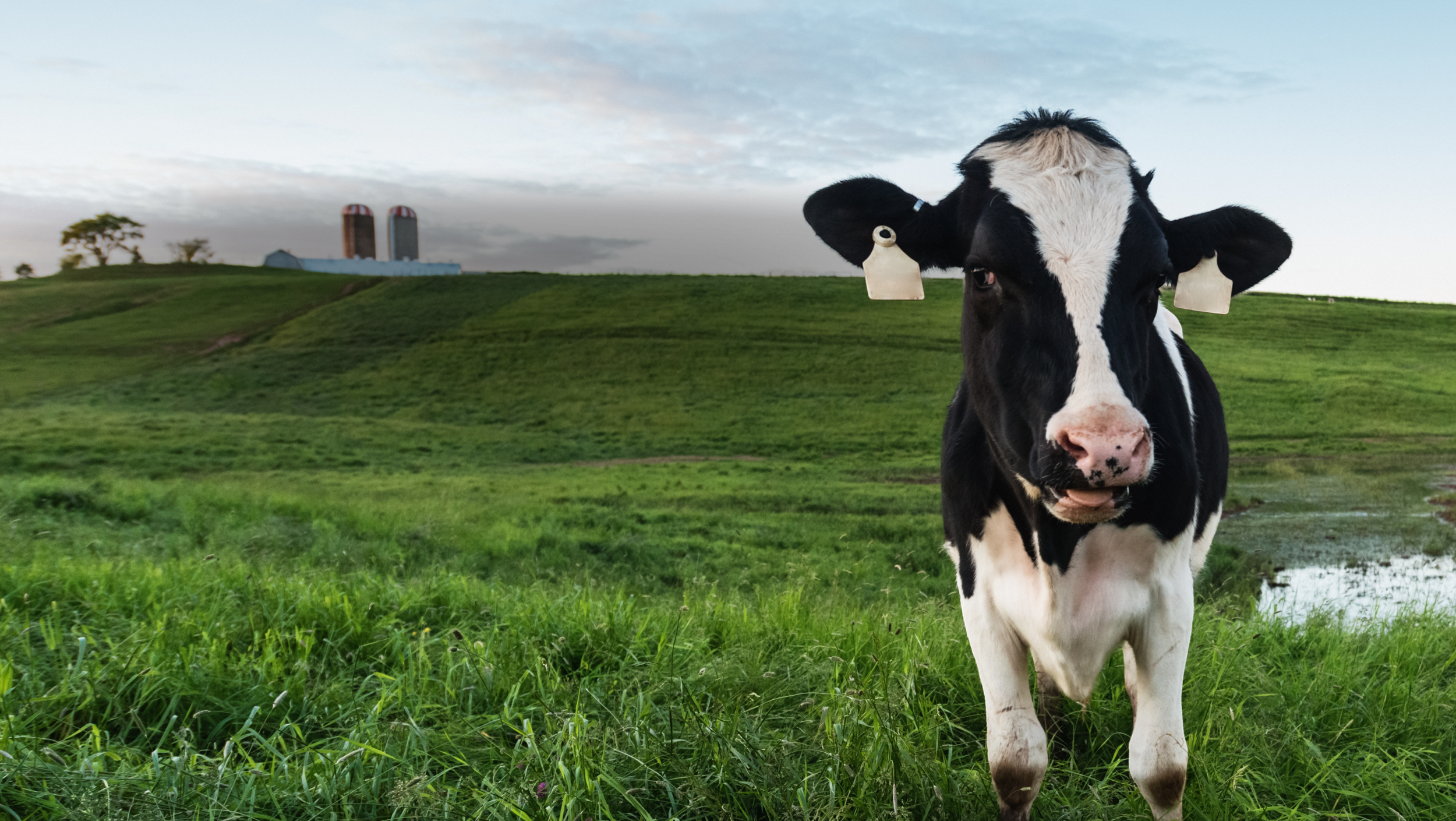 A black and white Holstein cow standing in a lush green pasture with farm buildings and silos in the background under a cloudy sky.