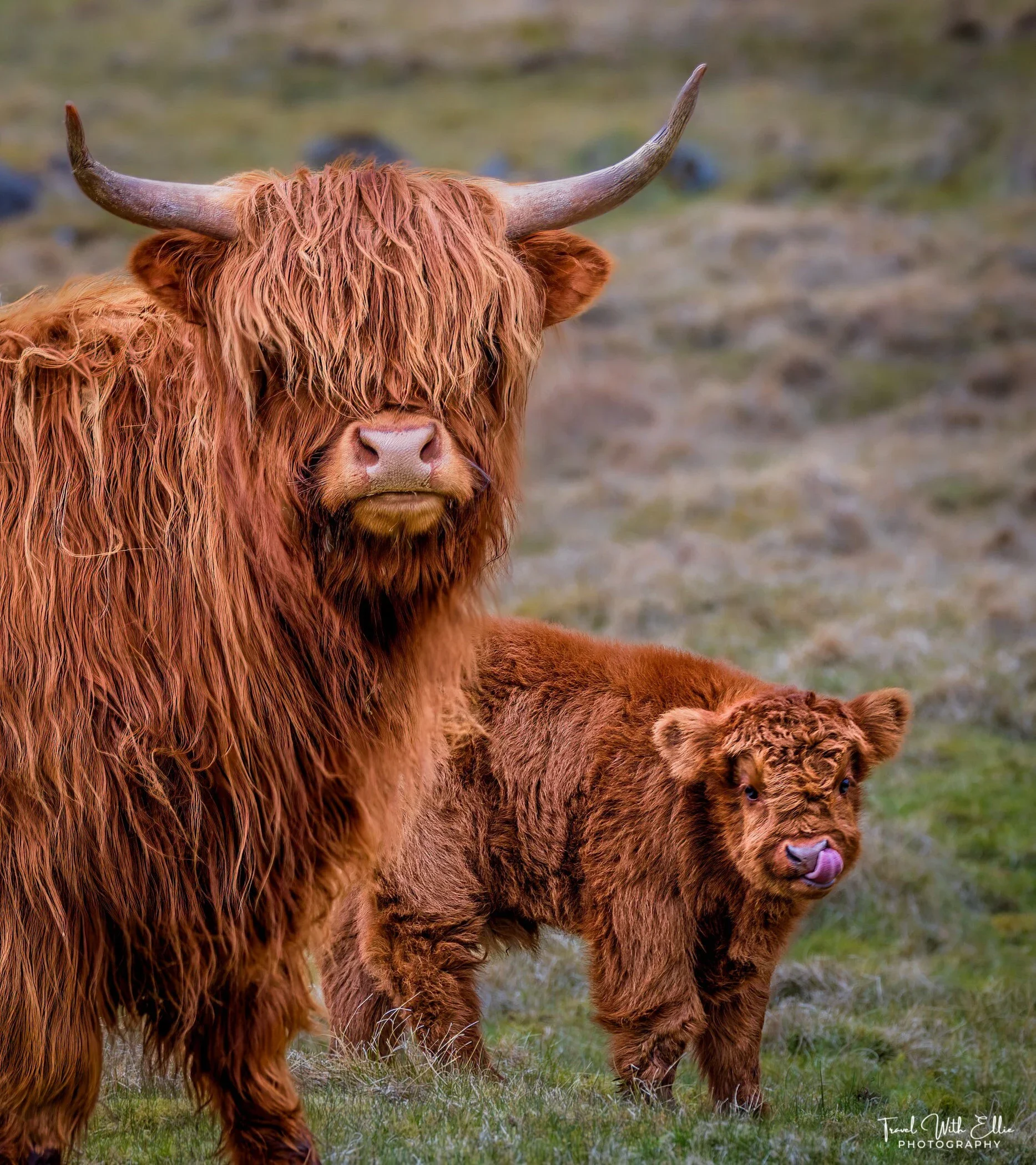 A large Highland cow with shaggy reddish hair and long curved horns, standing on grass, with a baby Highland cow next to it, also covered in reddish fur and licking its nose.