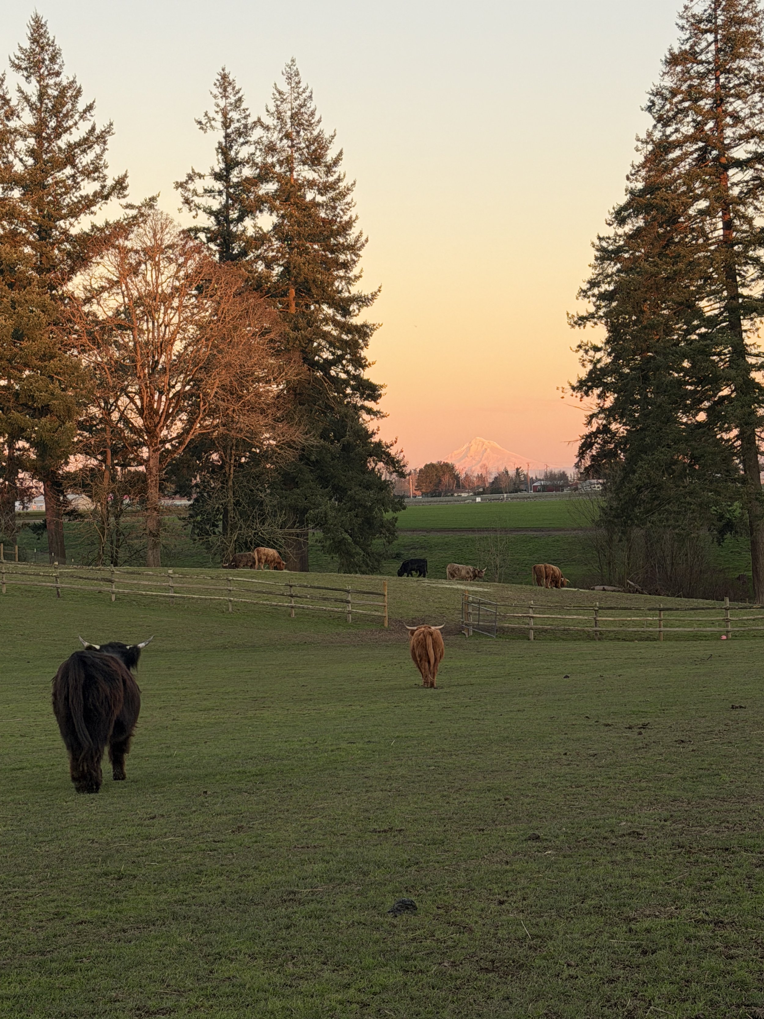 Cows grazing on a green field with trees in the background and a mountain in the distance at sunset.