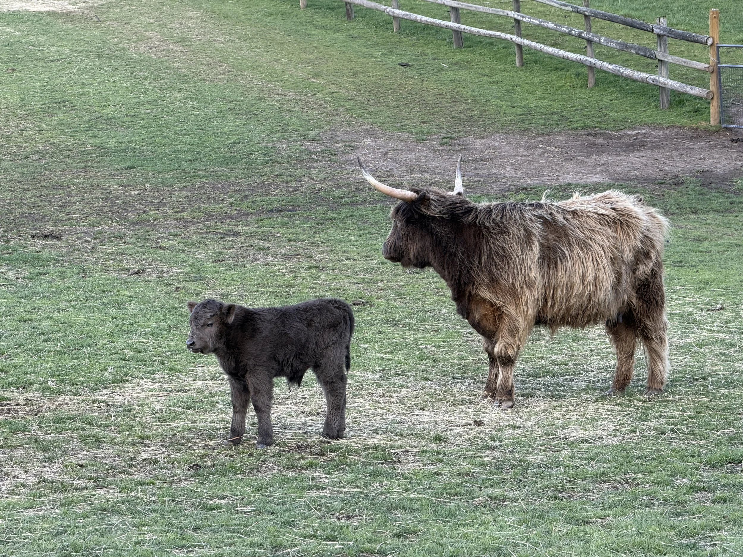 A large adult fabric with long shaggy fur and prominent horns standing on a grassy field next to a small calf with short fur.