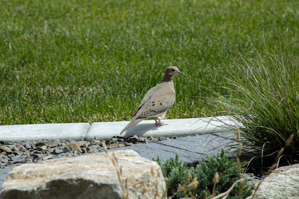 MorningDove1.png