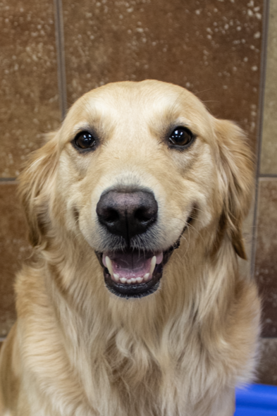Dog Portraits