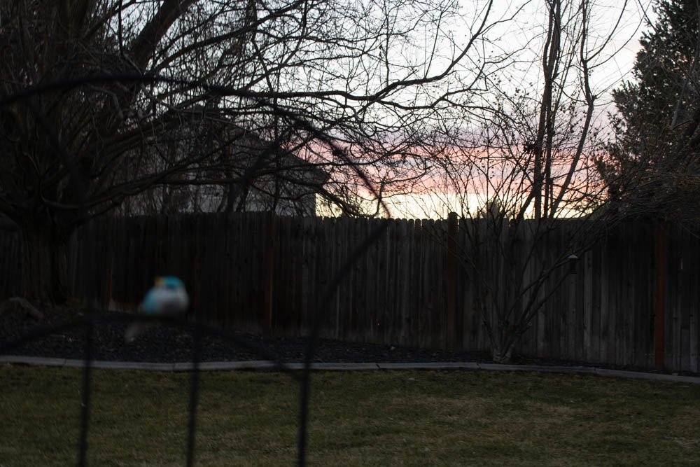 Suburban Beauty