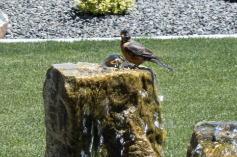 Fountain Birds