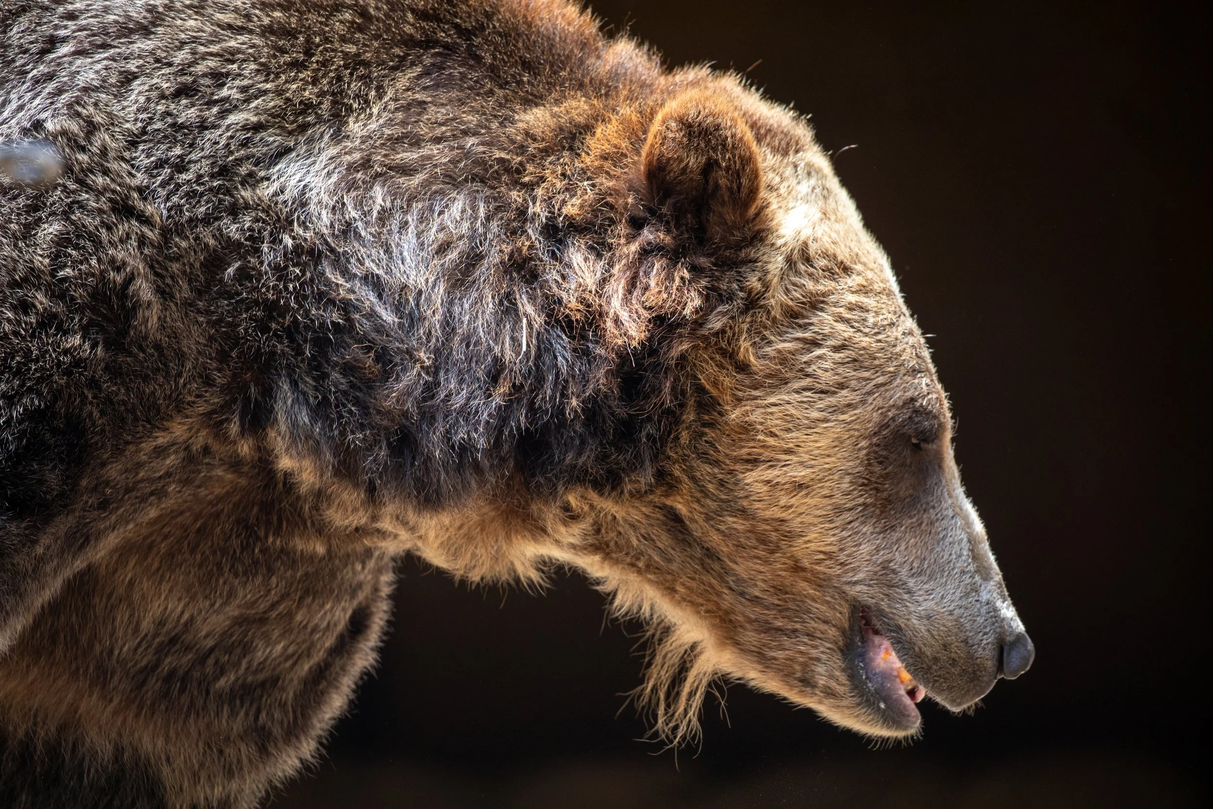 Wildlife