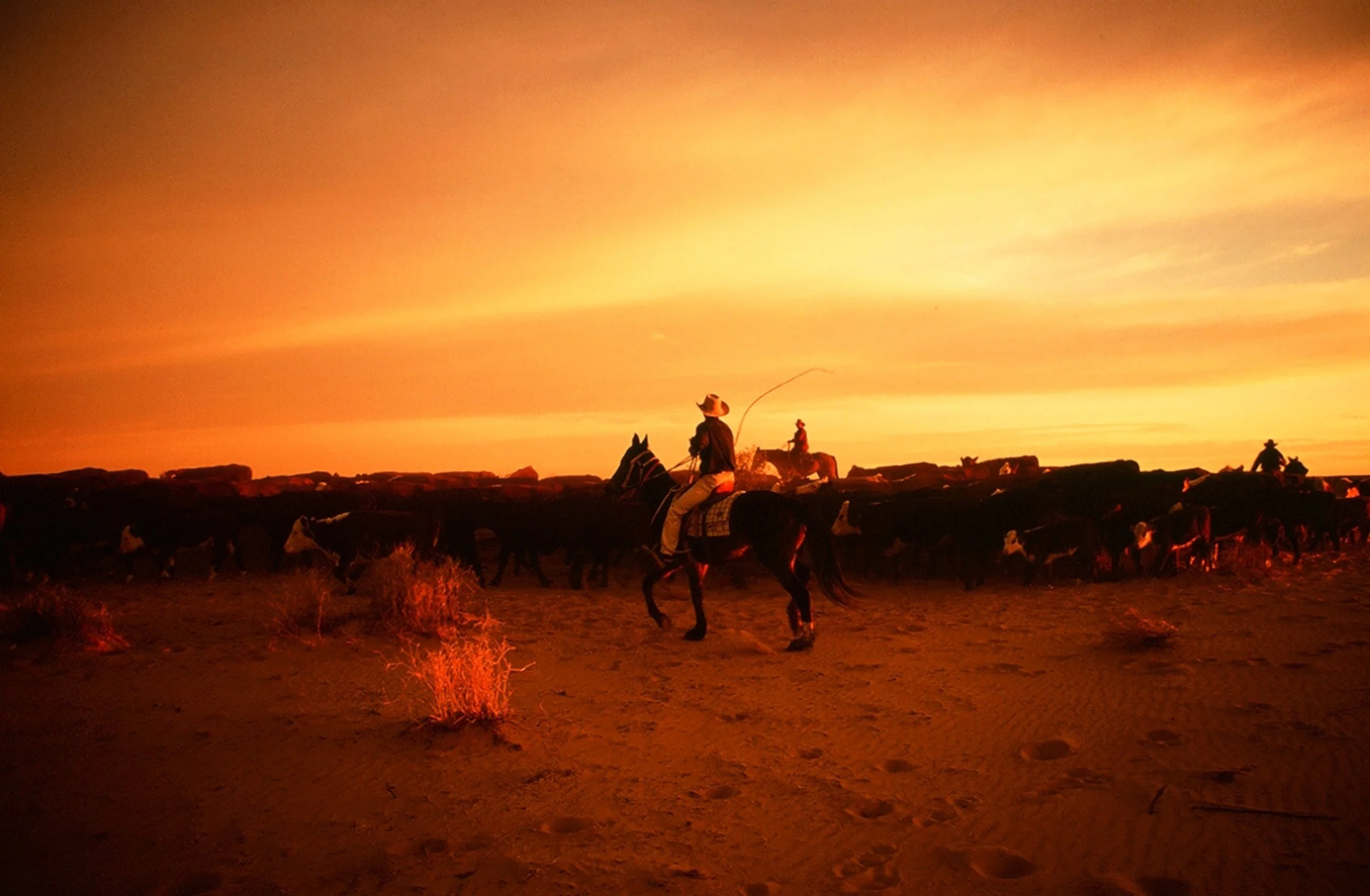 Cowboy_11.jpg