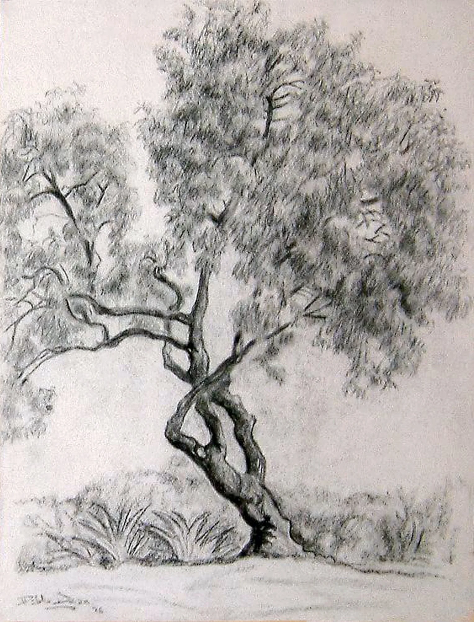 Árbol retorcido.