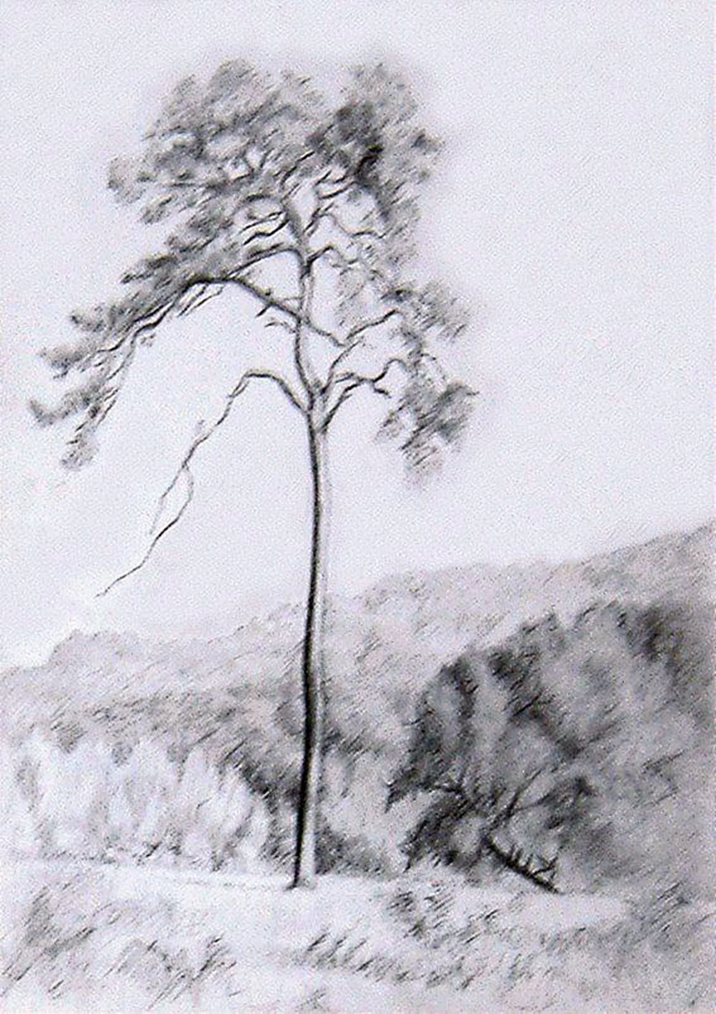 Pino solitario. Canicosa de la Sierra.