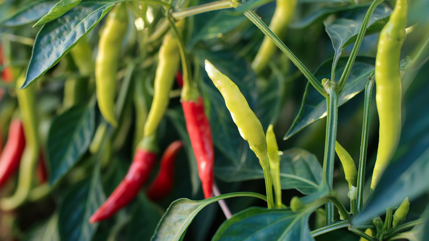 Green and red chili peppers growing on a plant with green leaves.