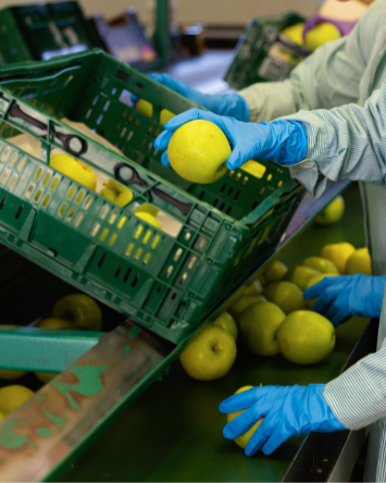 Workers wearing blue gloves processing yellow apples at a packing facility.