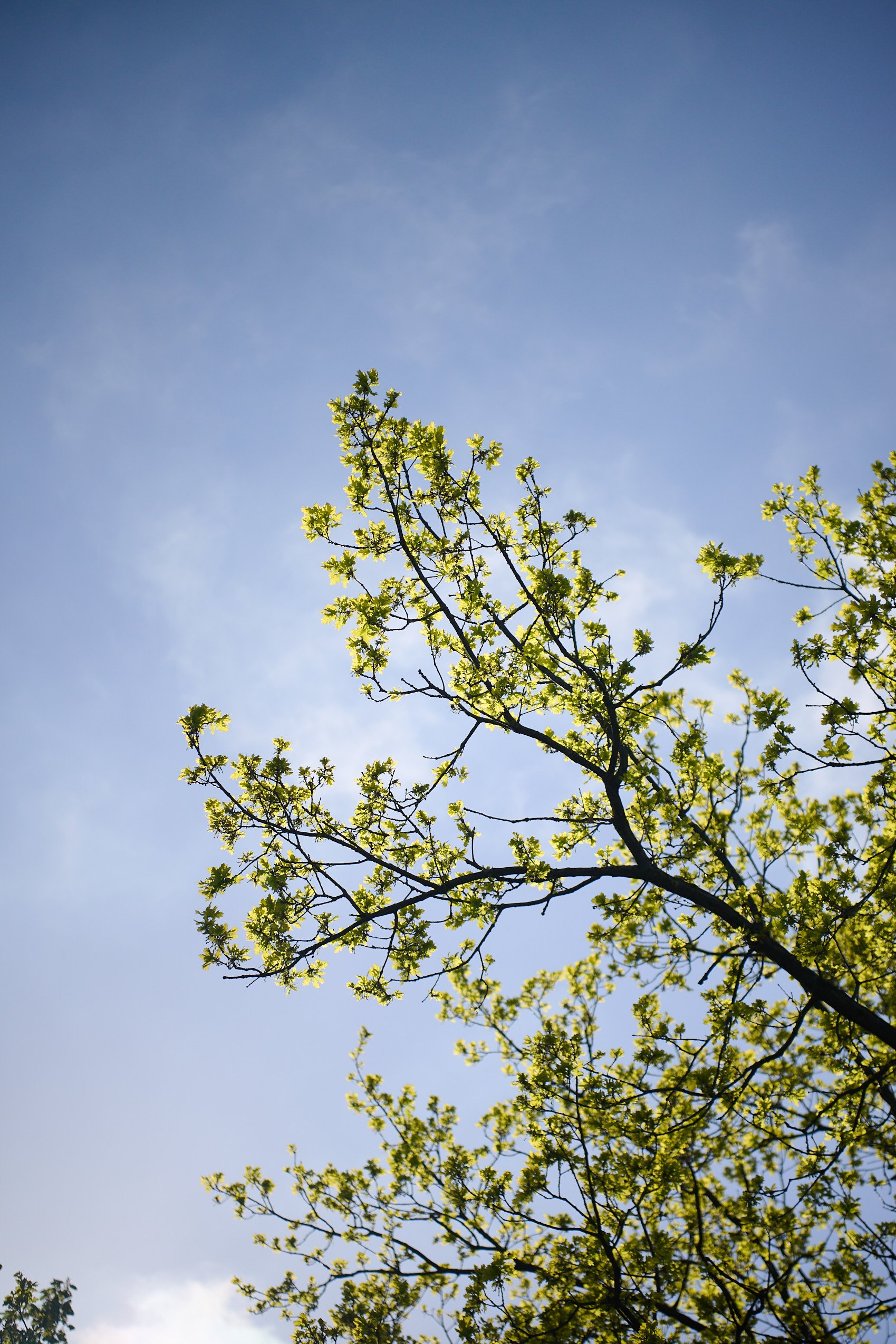 Blick auf frische grüne Blätter an Ästen gegen blauen Himmel mit wenigen Wolken.