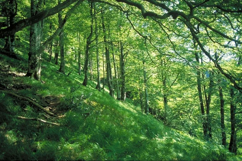 une forêt verte avec des arbres et de l'herbe