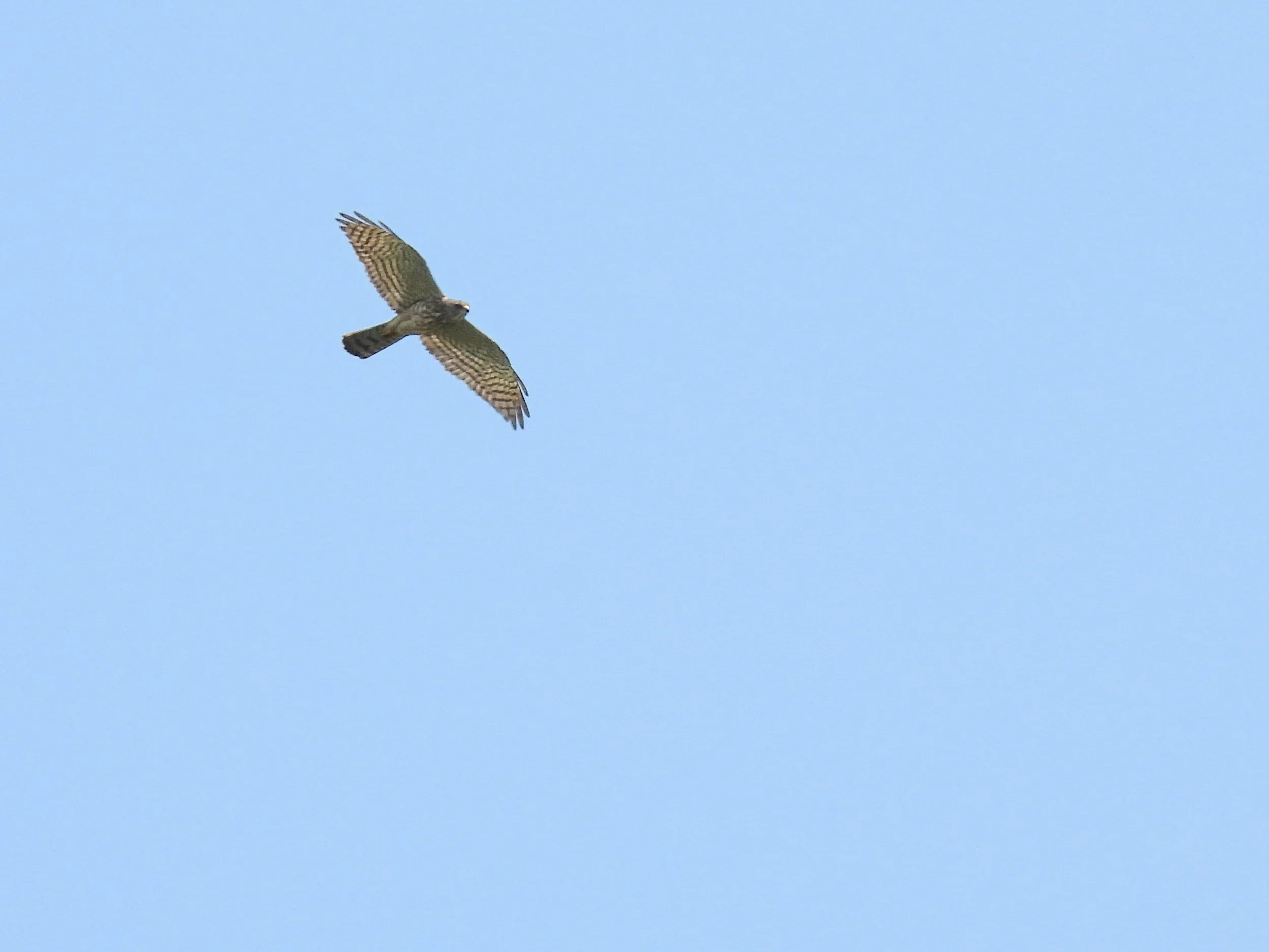 Un rapace en vol dans un ciel bleu clair.