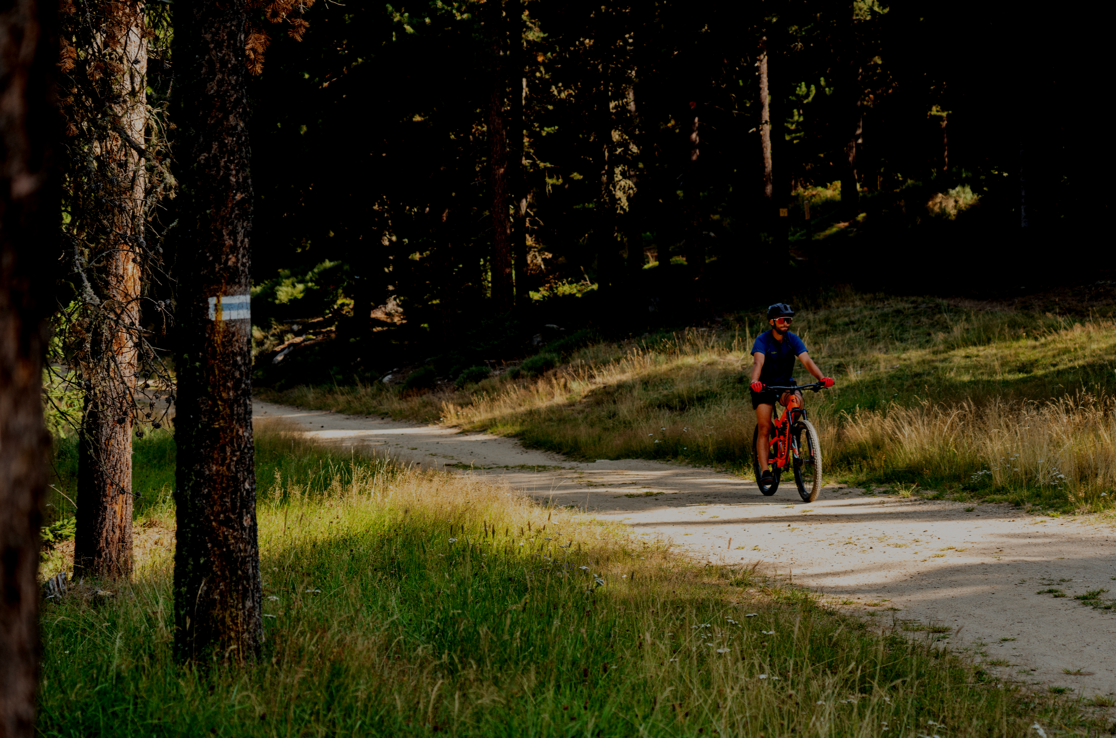 Une personne fait du vélo sur un sentier forestier en pleine nature, entourée d'arbres et d'herbes hautes, par une journée ensoleillée.