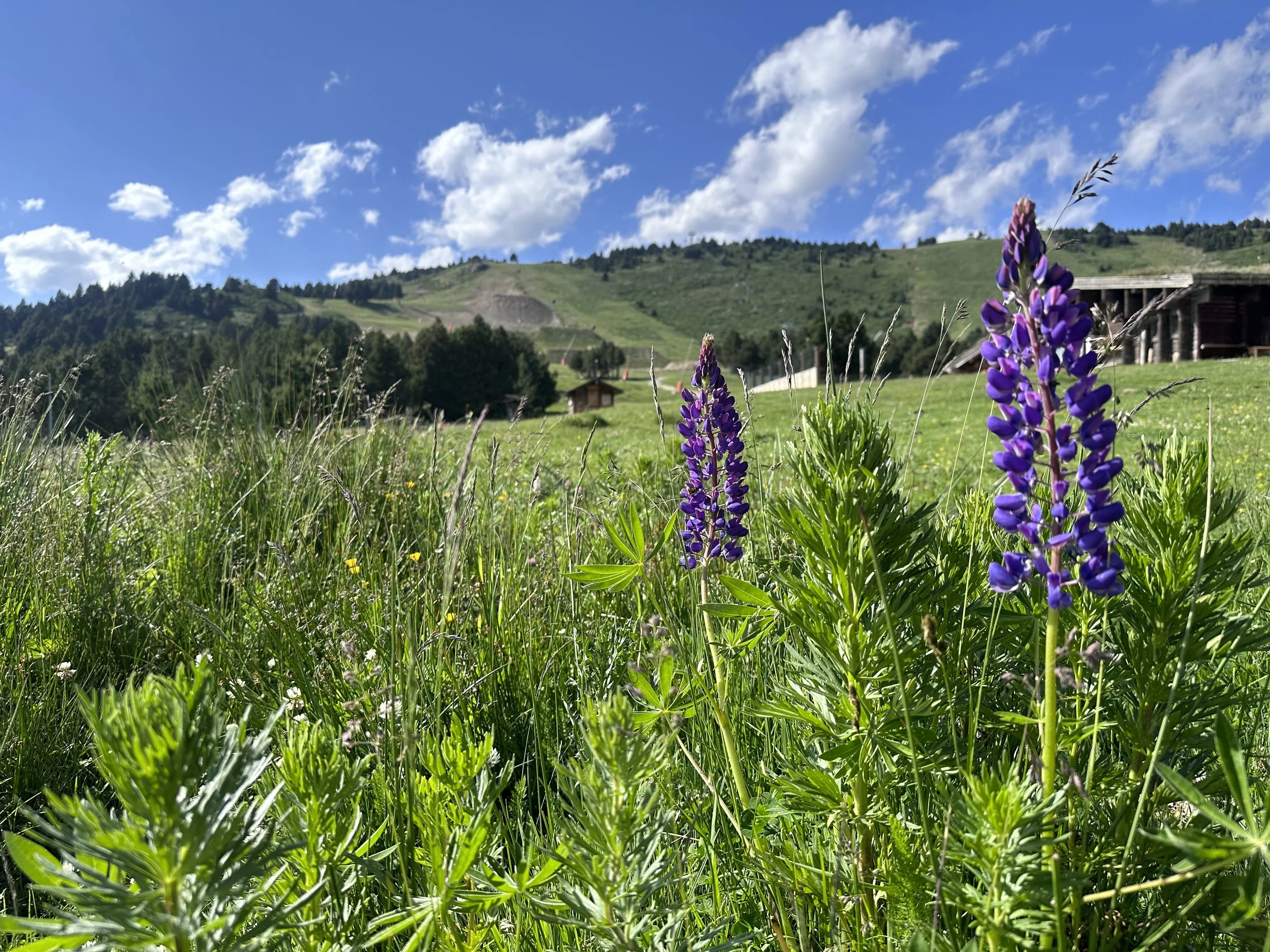 Champ de fleurs sauvages avec des montagnes en arrière-plan sous un ciel bleu avec quelques nuages.