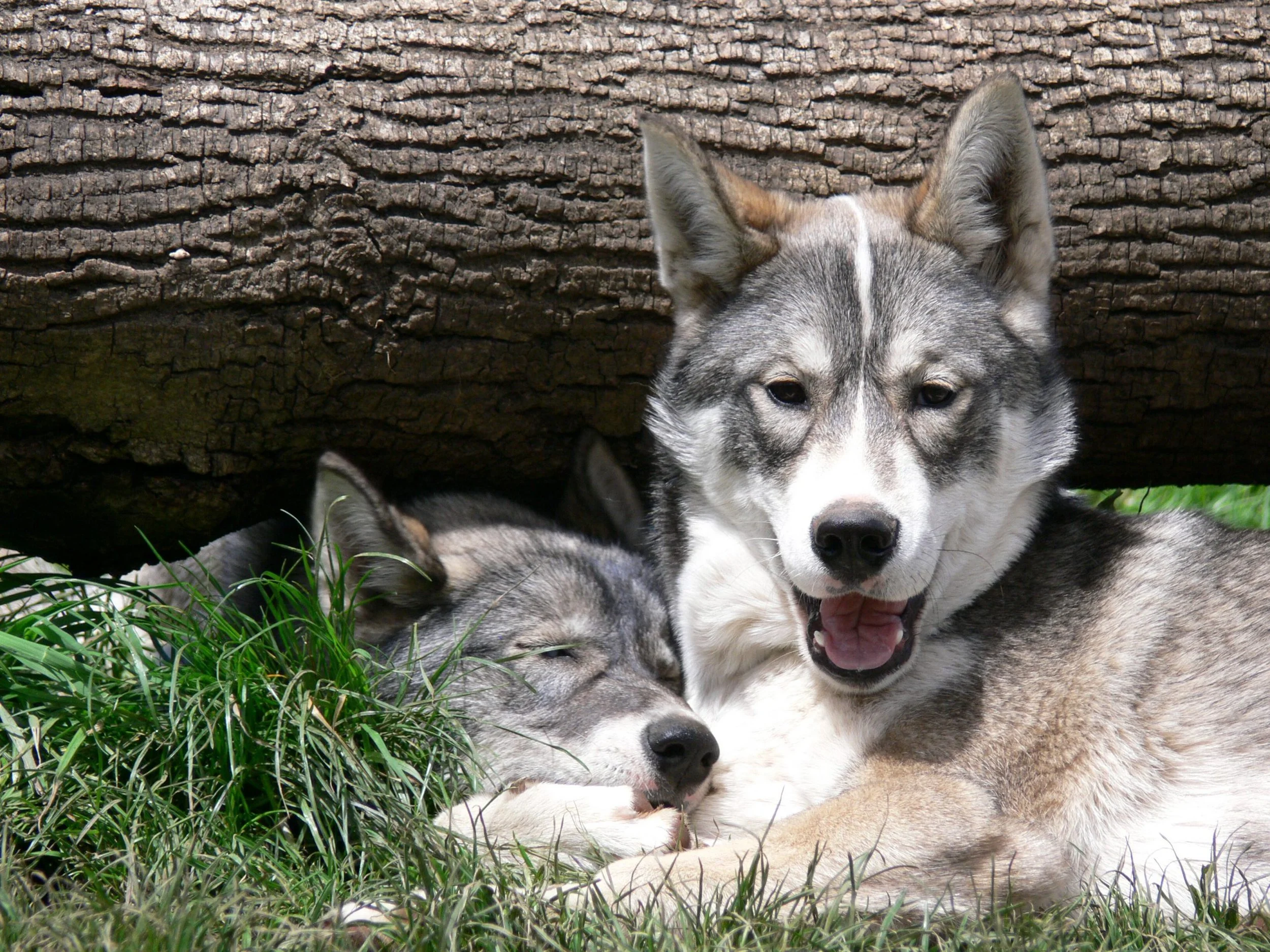 Deux huskies gris et blanc allongés dans l'herbe en dessous d'un arbre, une de leurs têtes repose sur la patte de l'autre, ambiance tranquille et naturelle.