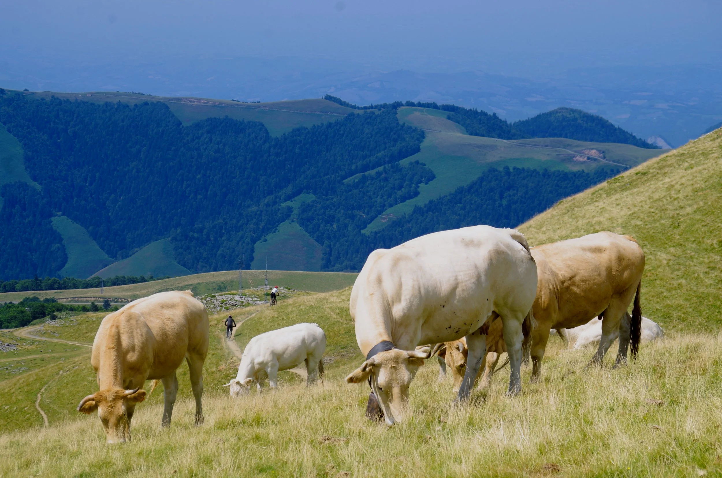 Vaches blanches et brunes paissant dans un paysage vallonné avec des montagnes à l'arrière-plan, ciel clair et deux personnes à cheval ou à vélo sur un sentier
