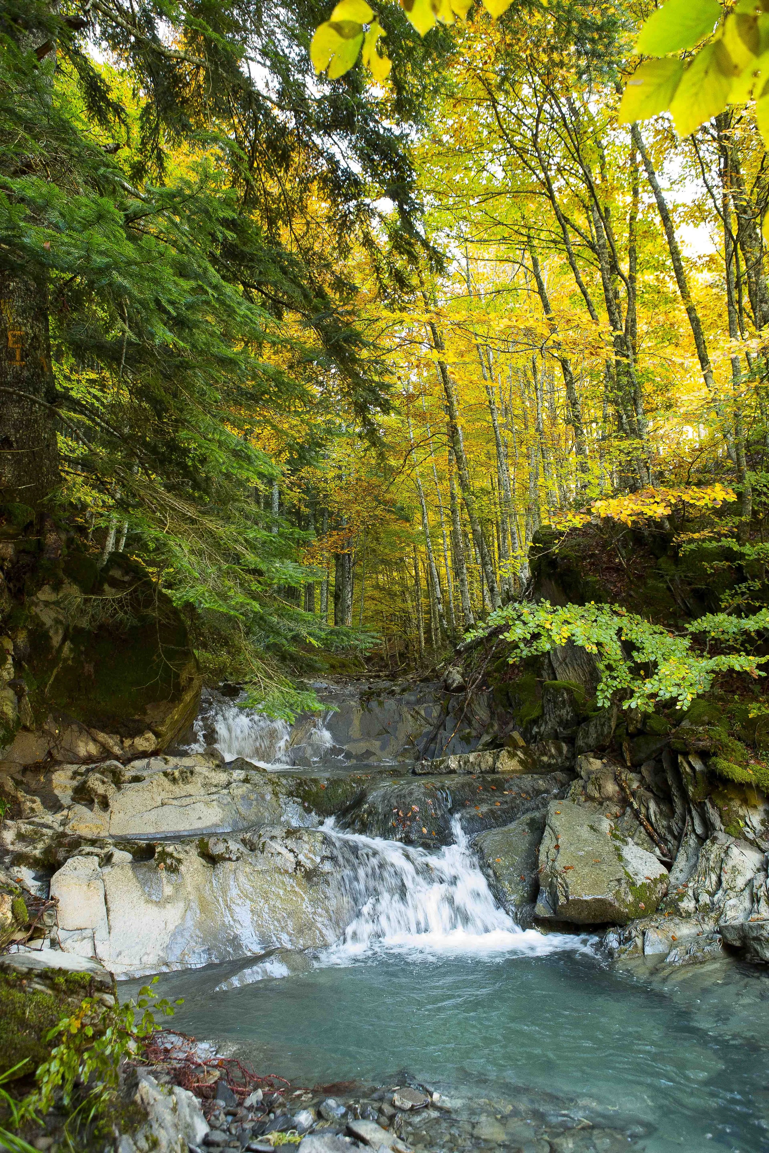 Une rivière serpentant à travers une forêt dense avec des arbres aux feuilles vertes et jaunes, indiquant la saison automnale. La scène est paisible avec de petites cascades et des rochers le long de la rive.