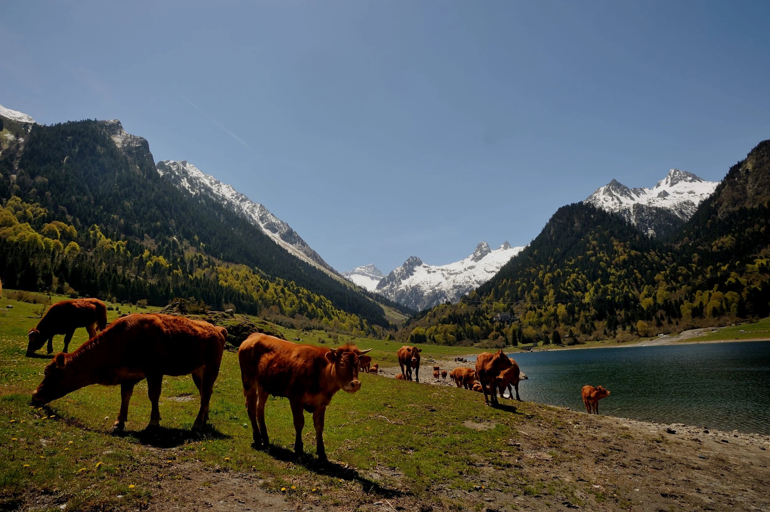Vache brune paissant dans une ferme au bord d'un lac, avec des montagnes enneigées et un ciel clair en arrière-plan.