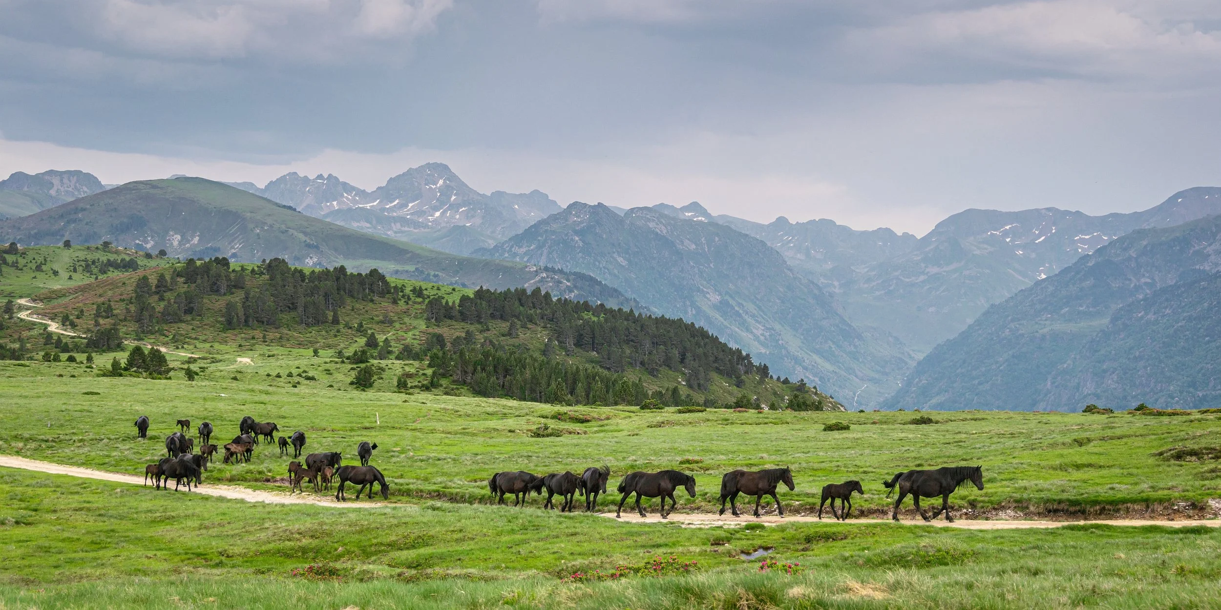Près d'une route, un groupe de chevaux noirs, bruns et gris se promènent dans un pré verdoyant avec des montagnes enneigées en arrière-plan.