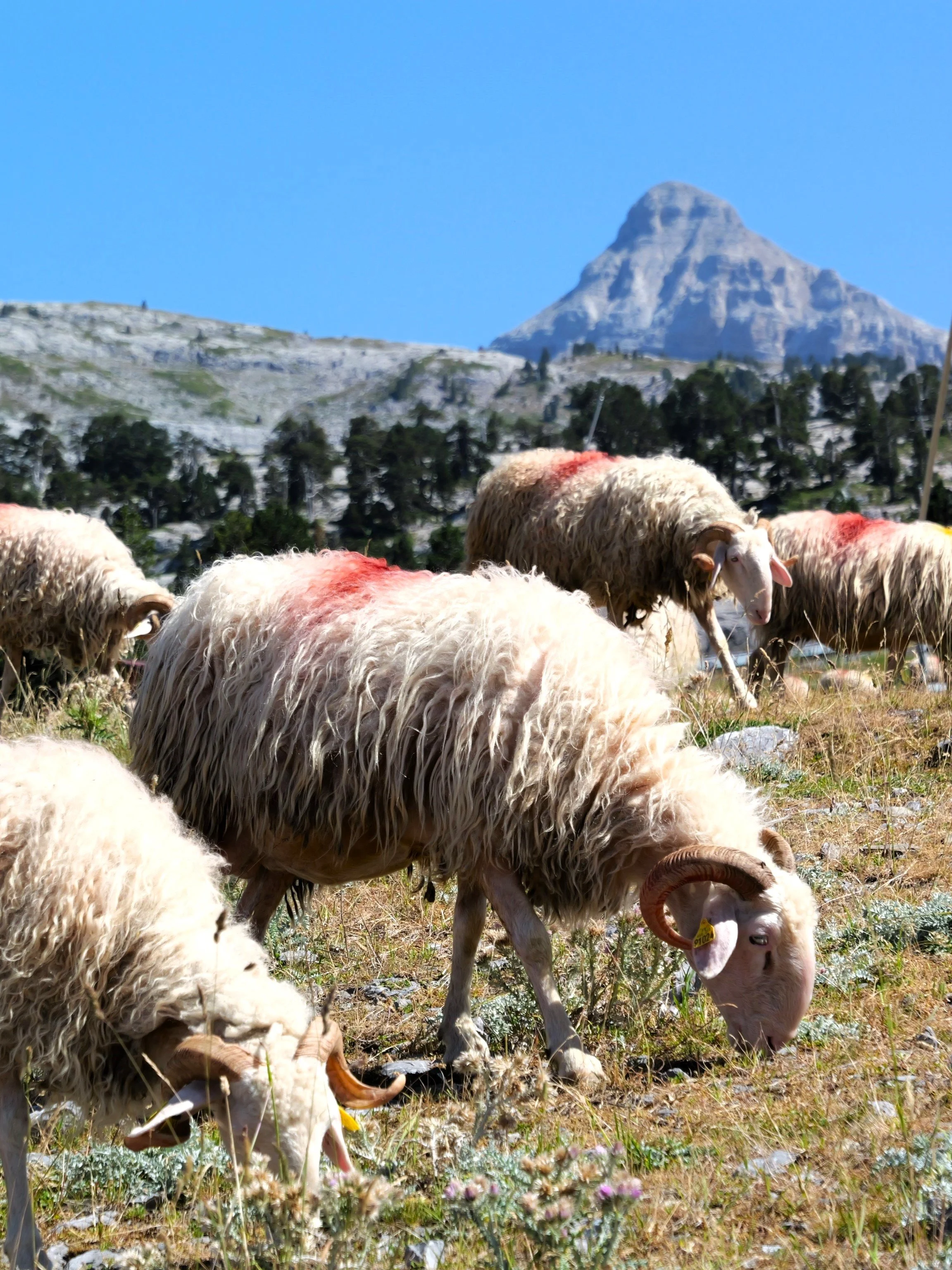 Des moutons blancs dans un paysage de montagne avec un sommet rocheux pointu, un ciel bleu clair et quelques arbres au fond.