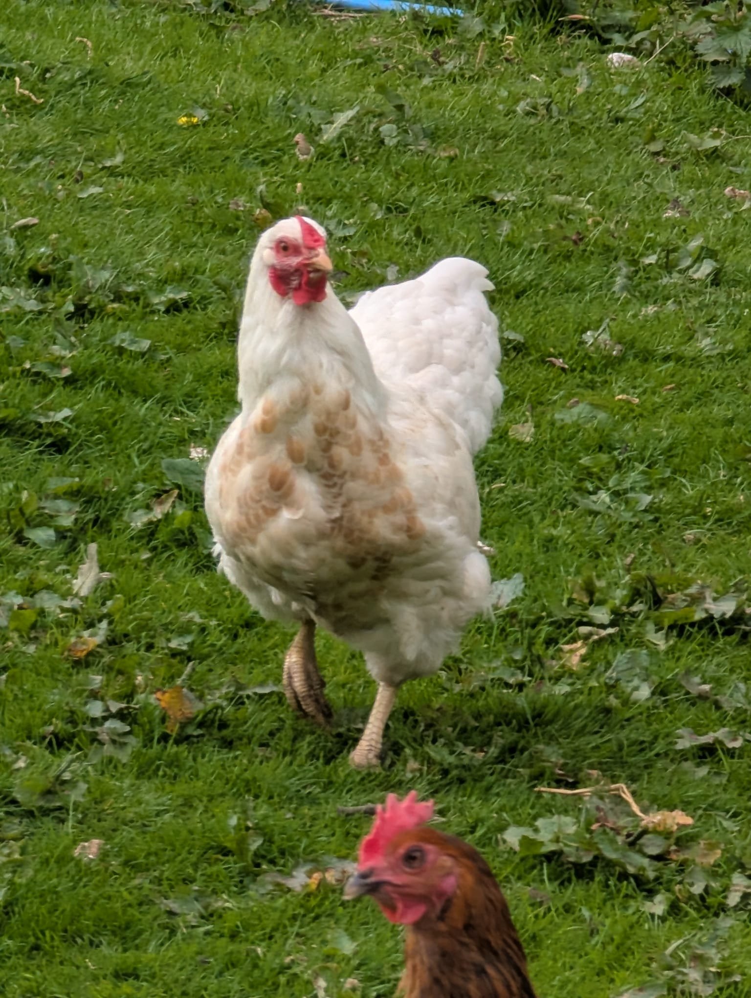 Trio of Wyandotte Hens