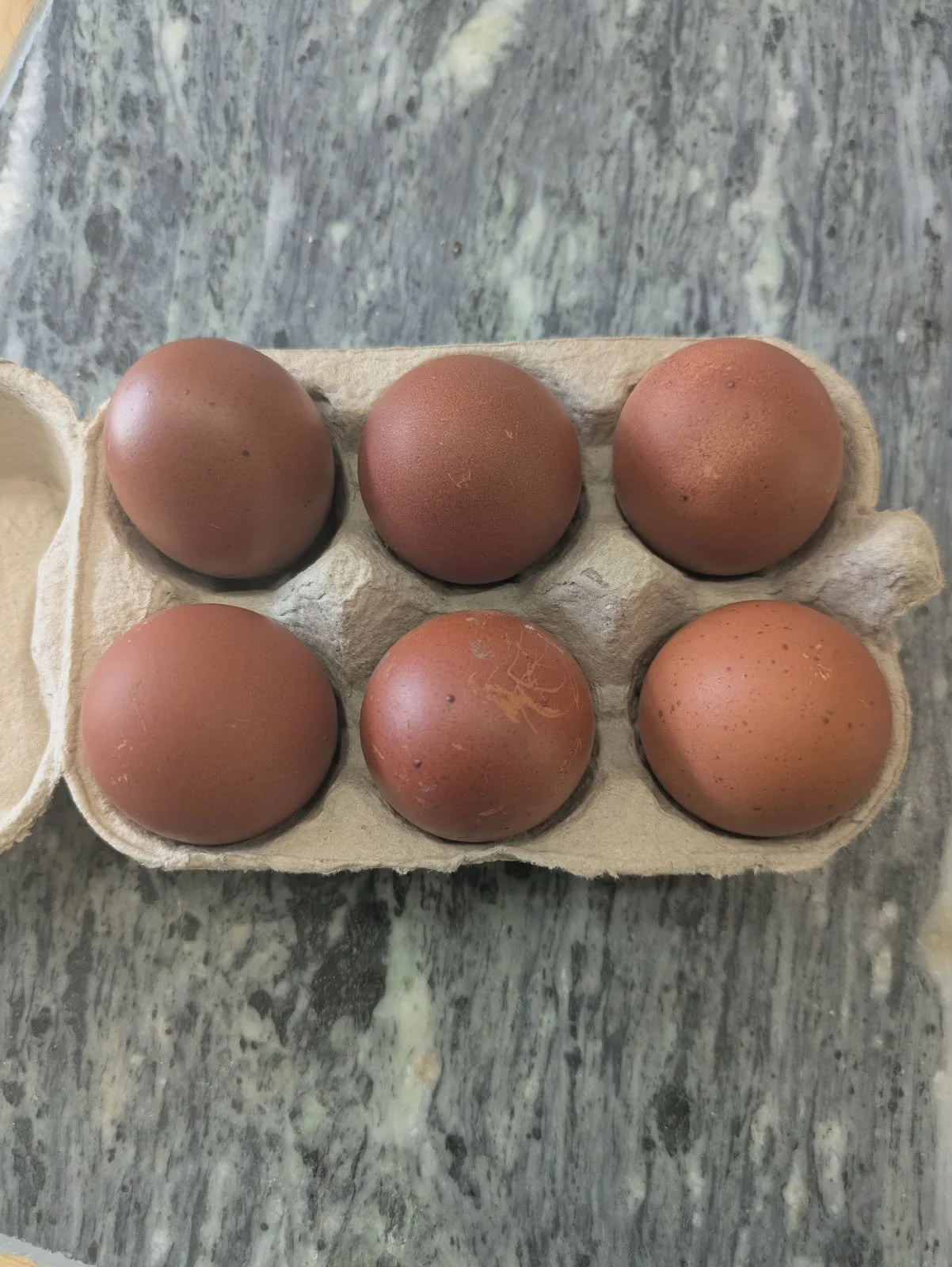Olive Egger 1st Gen Hatching Eggs