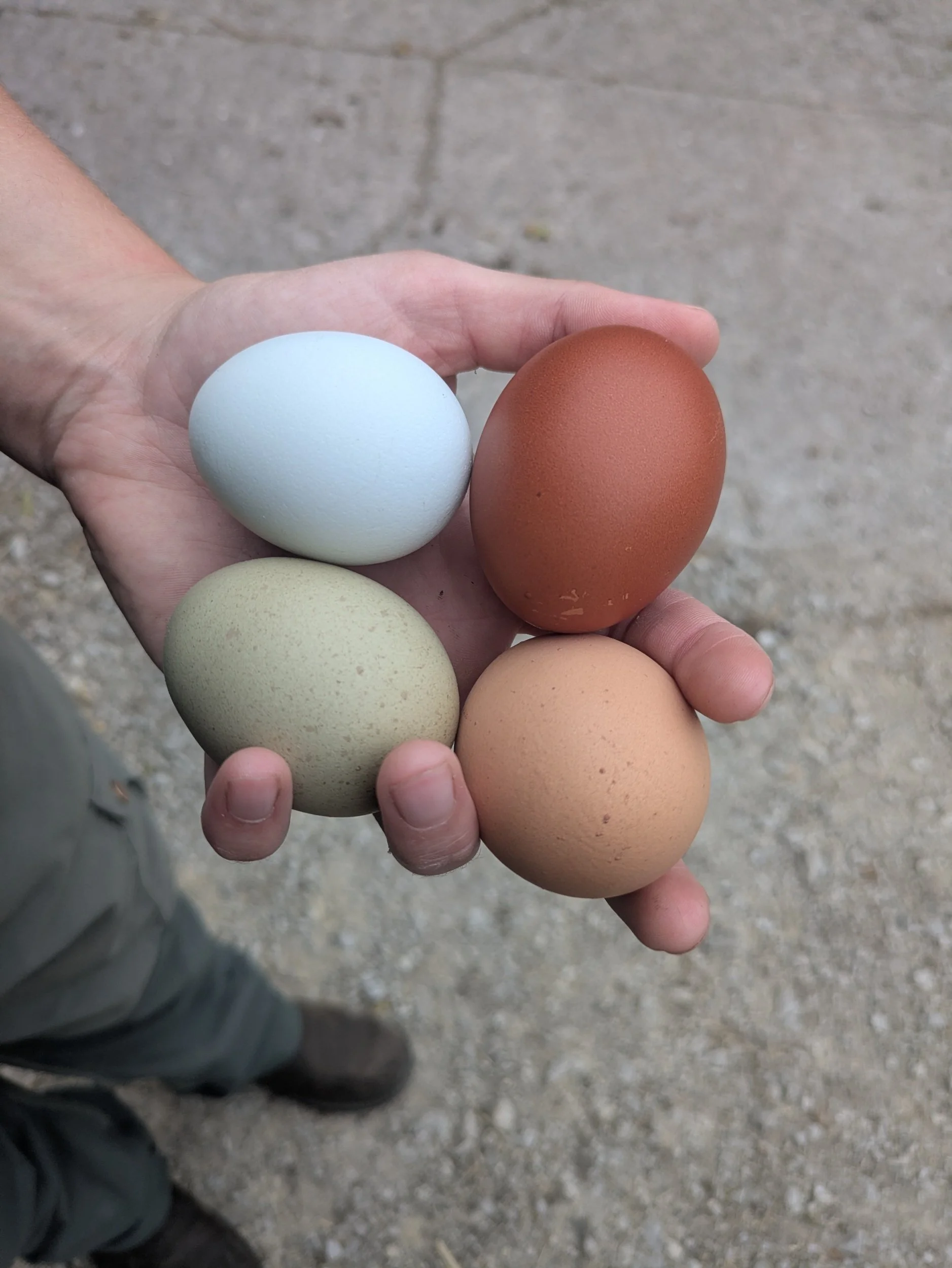Half Dozen Eggs