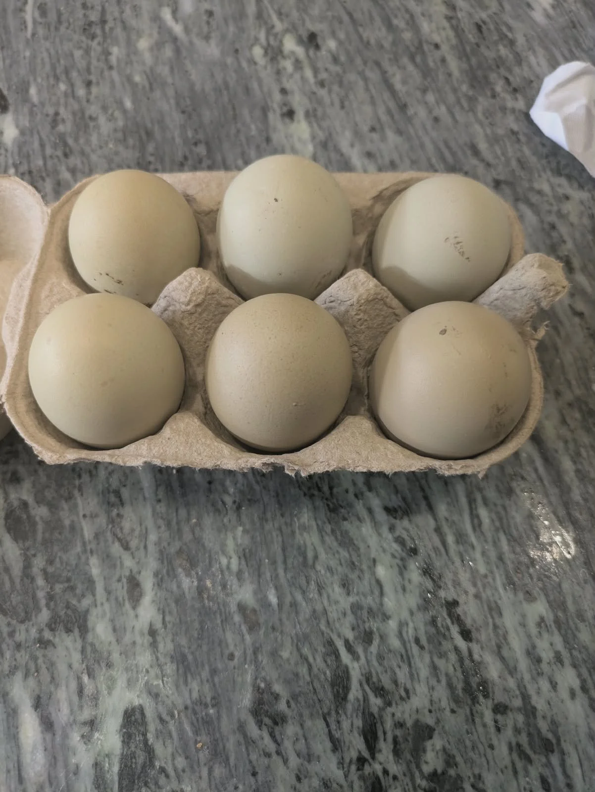 Olive Egger 2nd Gen Hatching Eggs