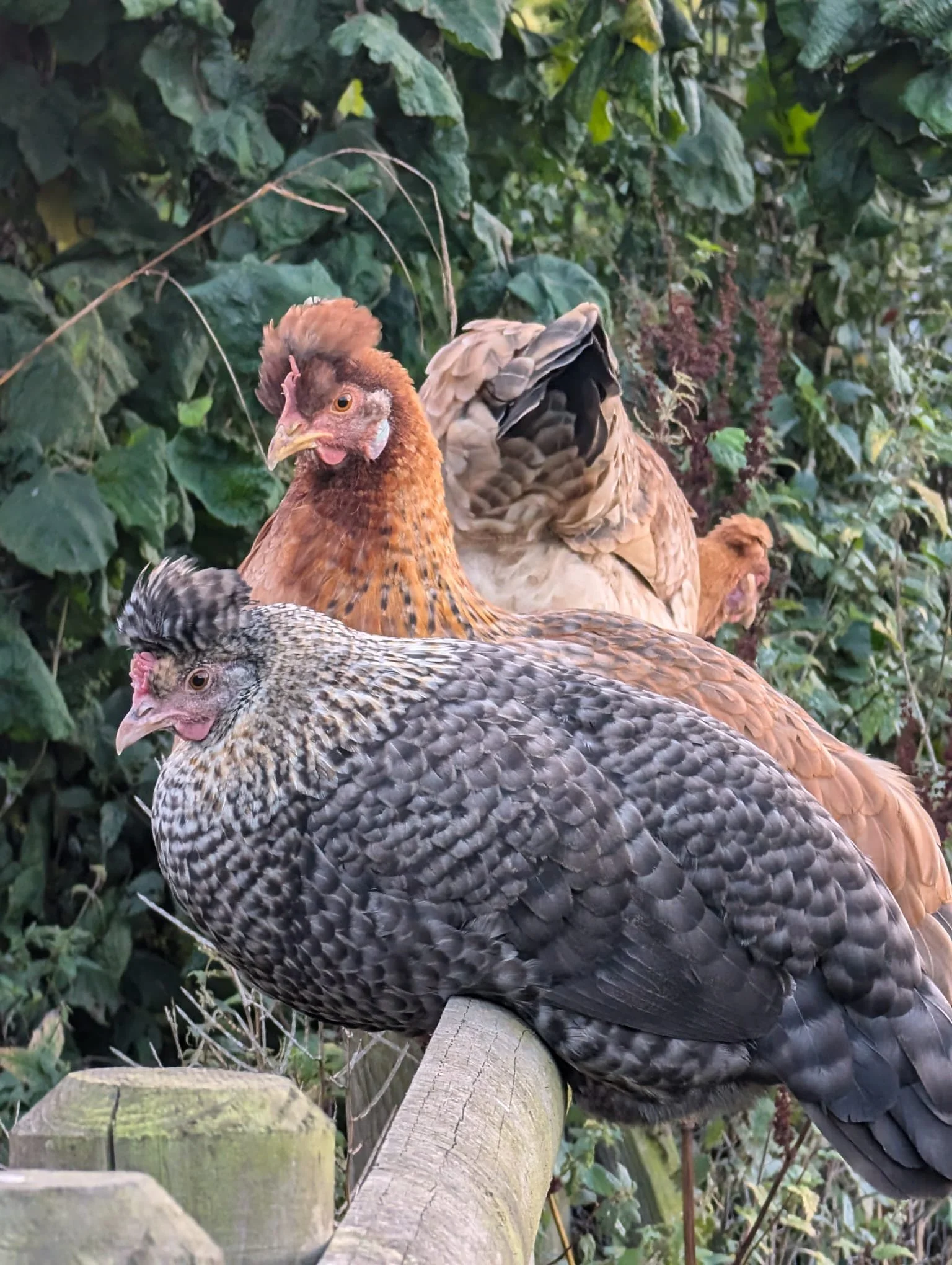 1st Gen Olive Egger Pullets