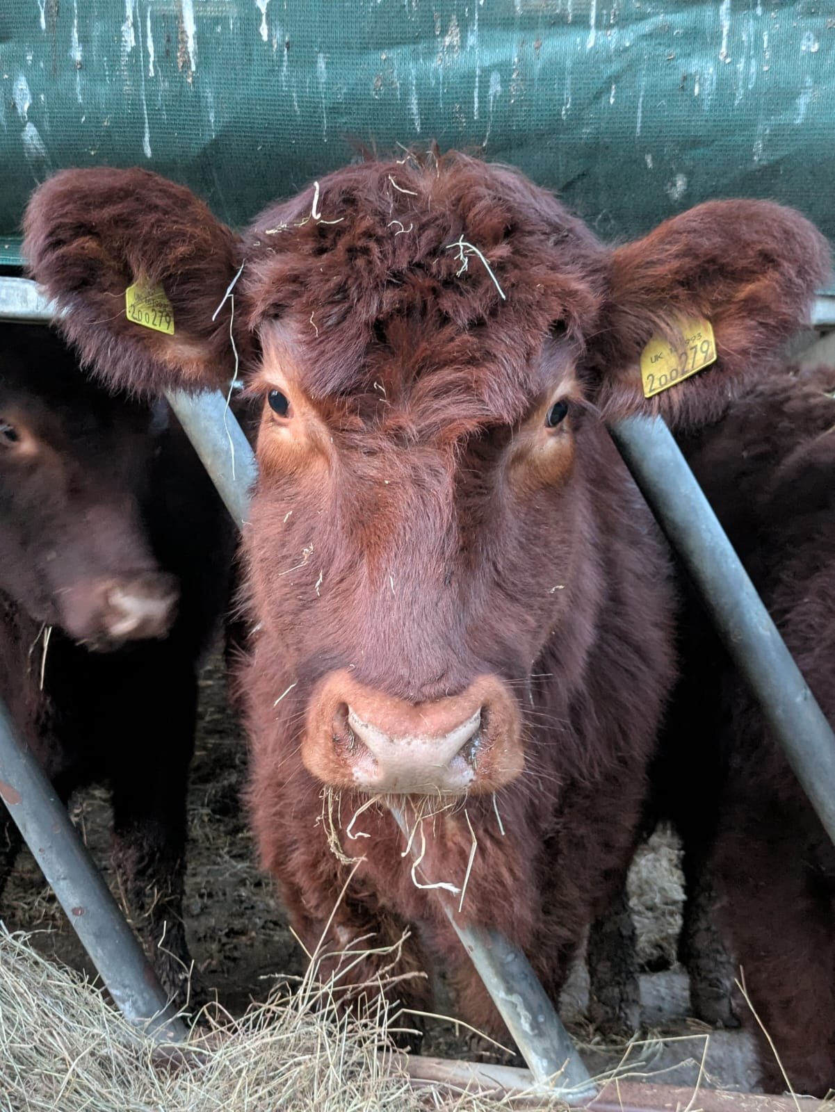Close-up of a Lincoln Red cow, standing behind feed barriers in a barn.