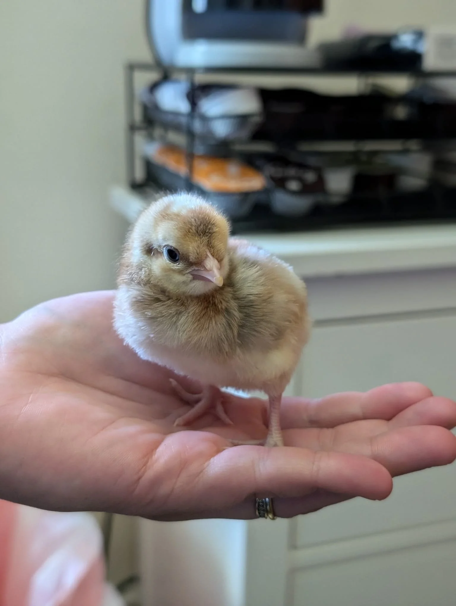 Day Old Olive Egger Chicks