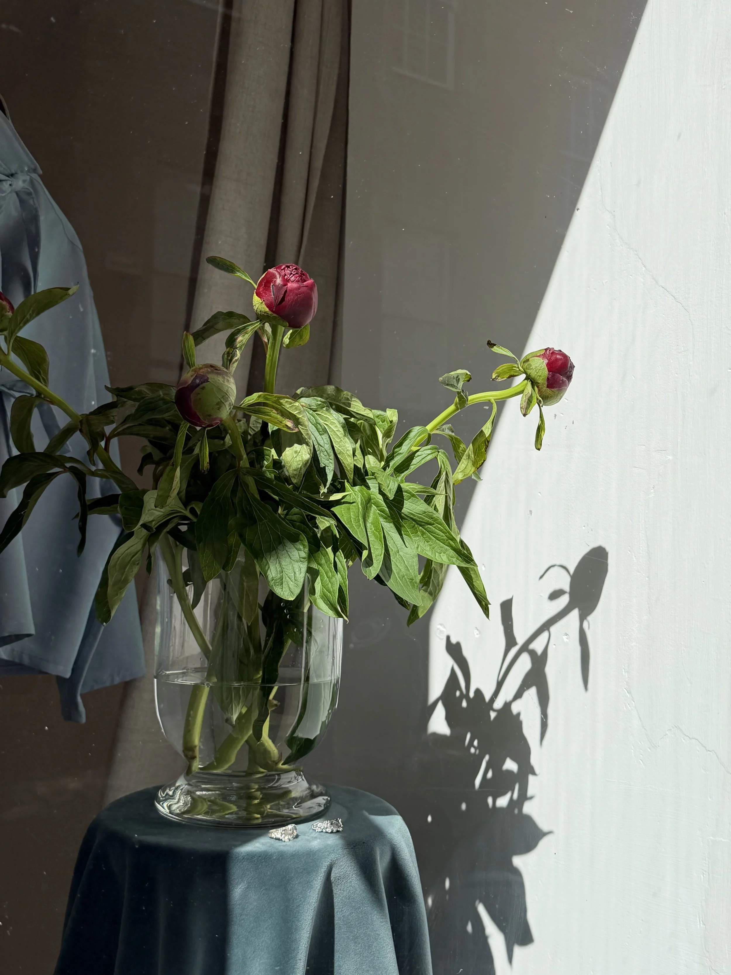 A glass vase with pink peony buds on a table with blue cloth, sunlight casting shadows on a white wall.